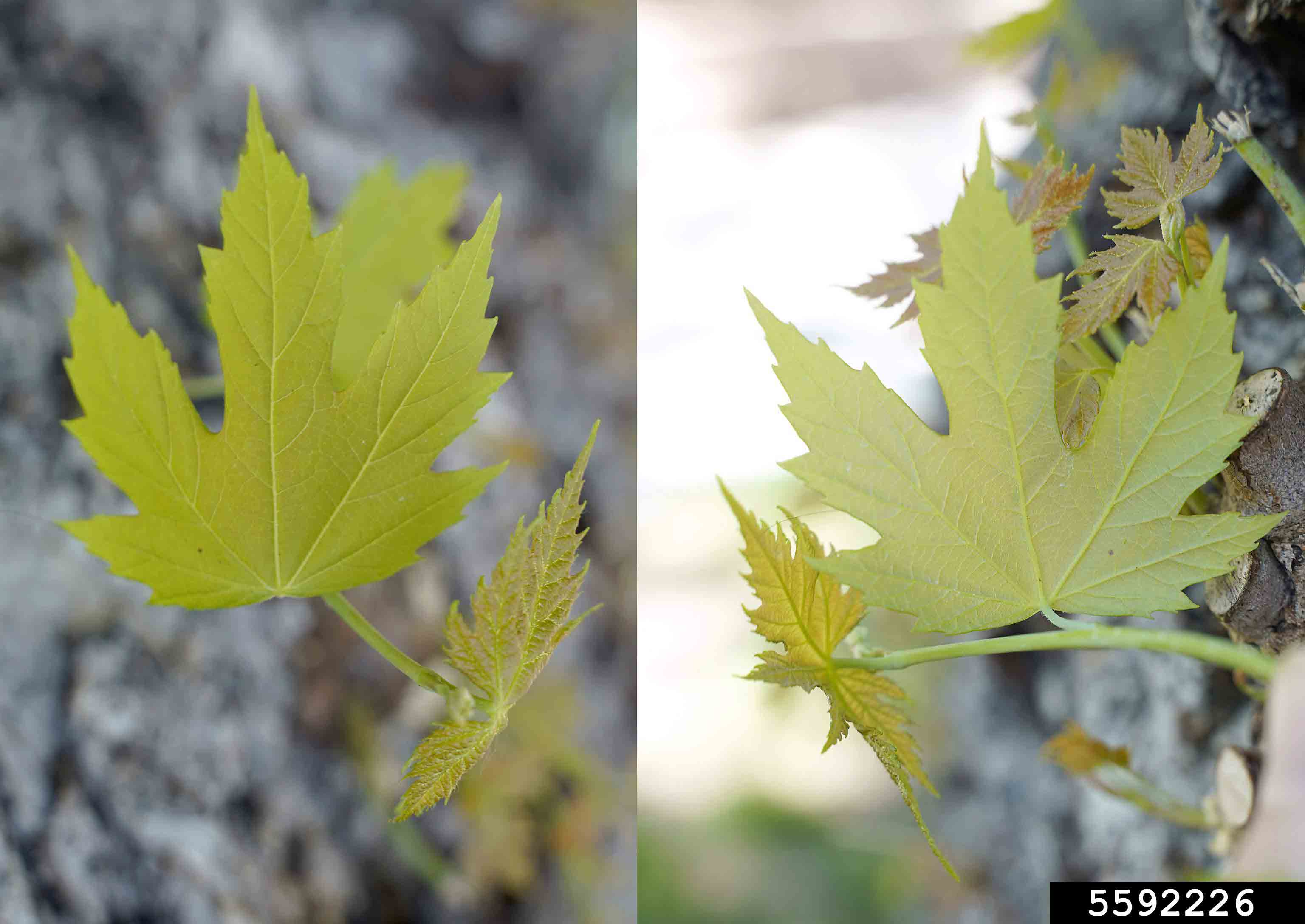 New silver maple leaves, showing upper side and underside