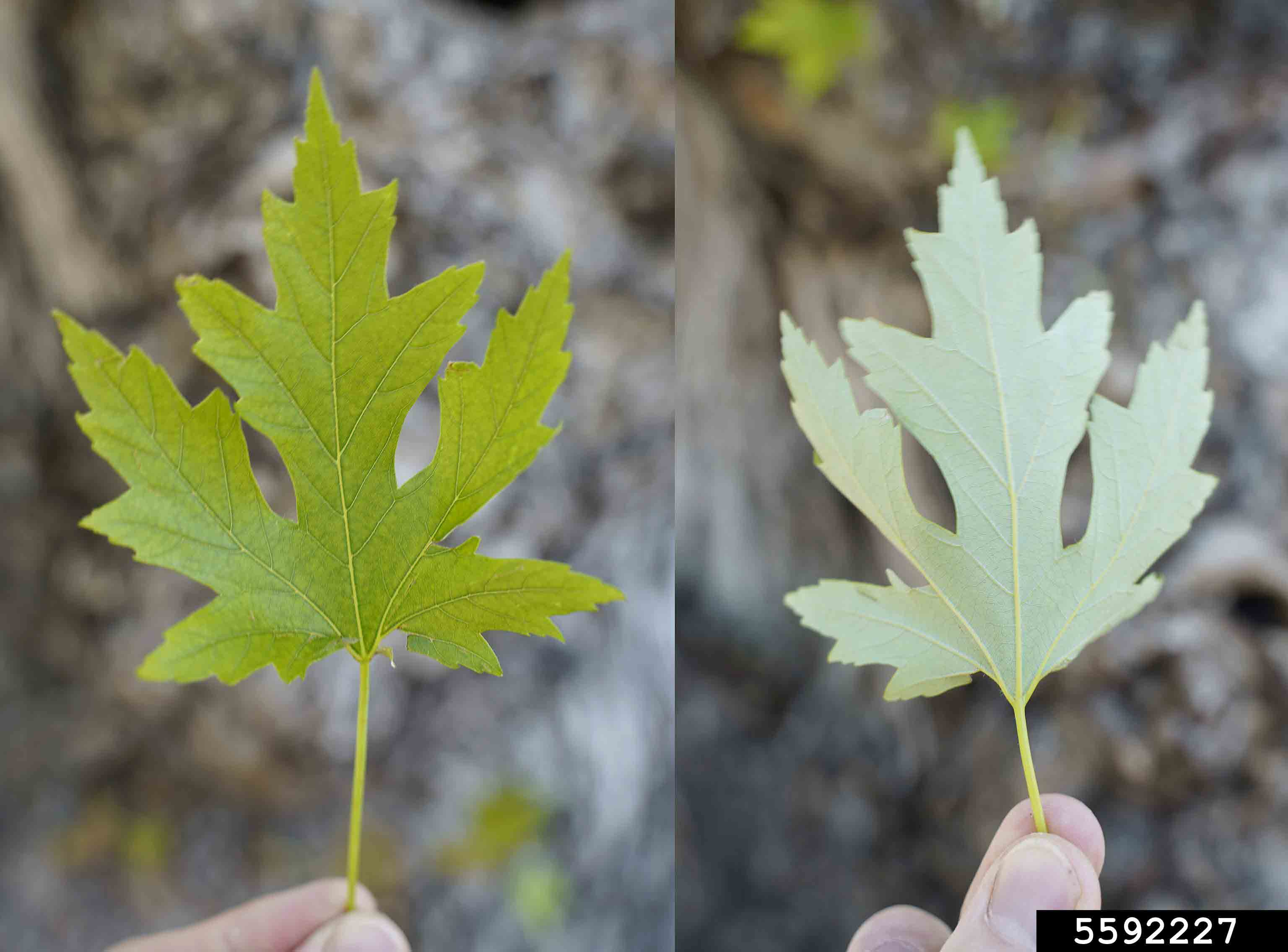 Silver maple leaves, showing upper side and silver underside