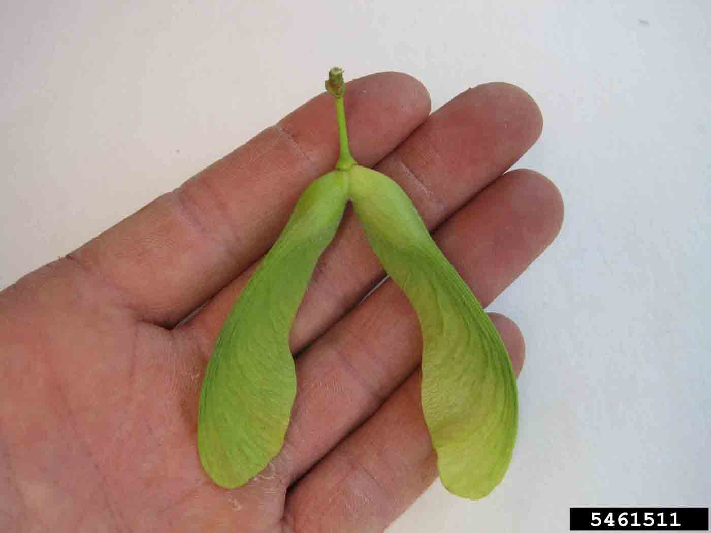 Silver maple fruit