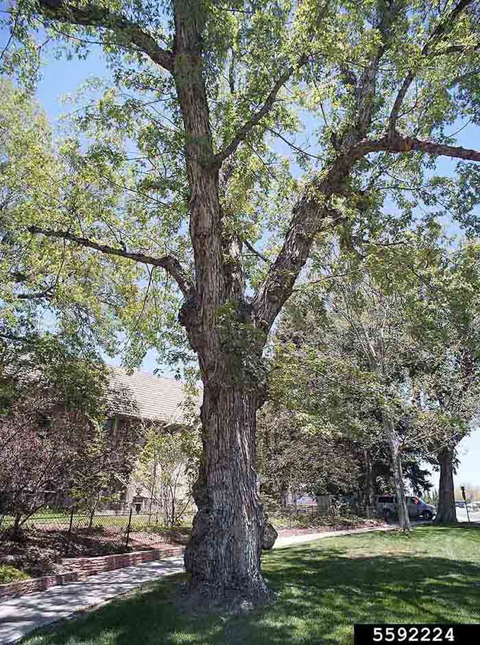 Silver maple tree, mature habit