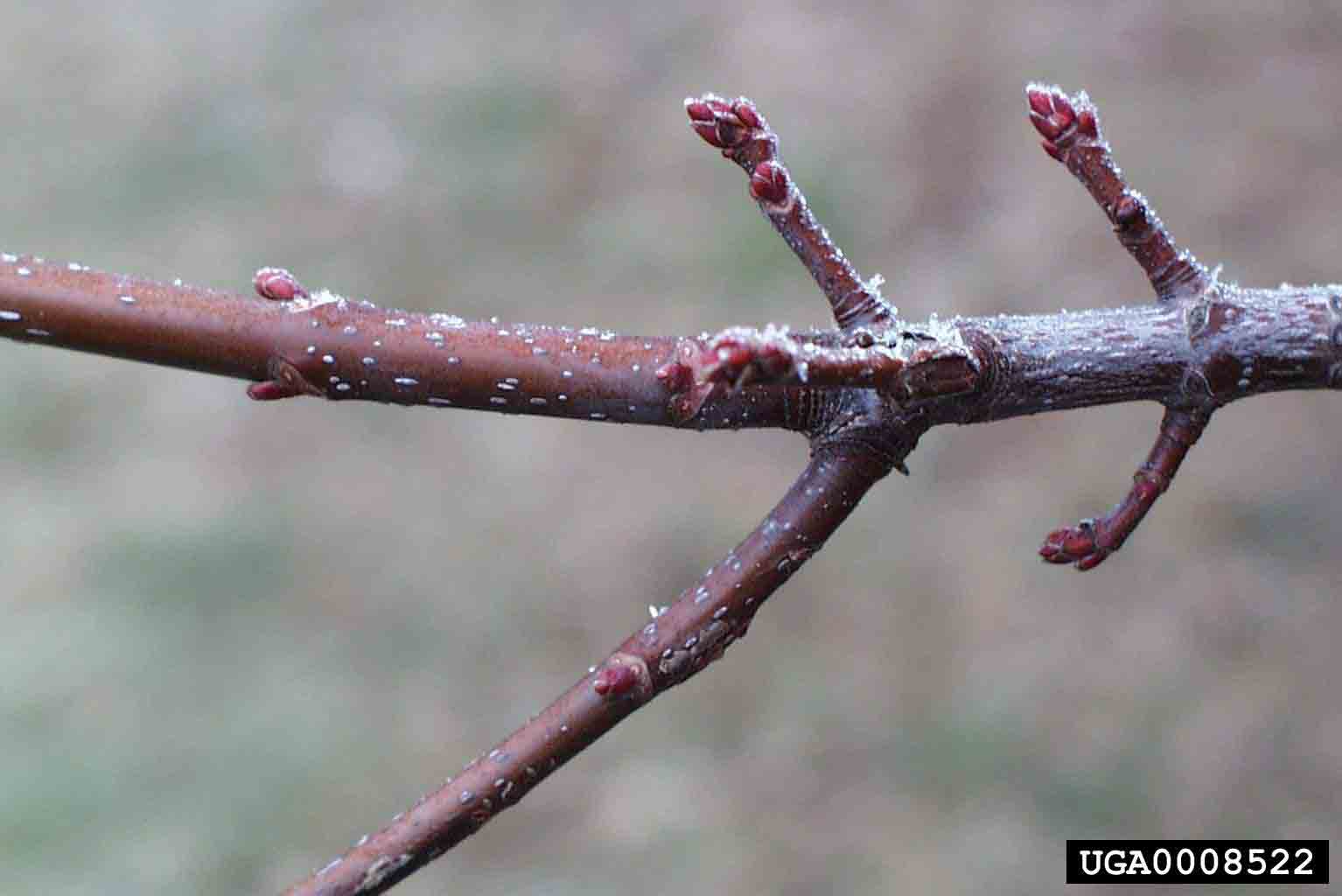 Silver maple twig