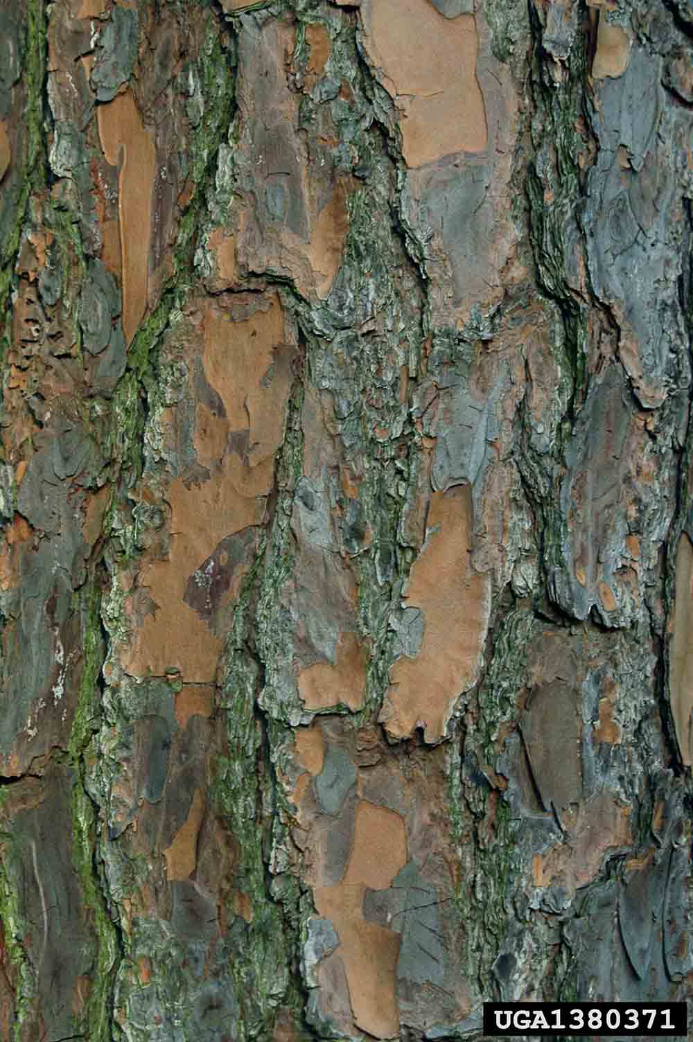 Slash pine bark on trunk