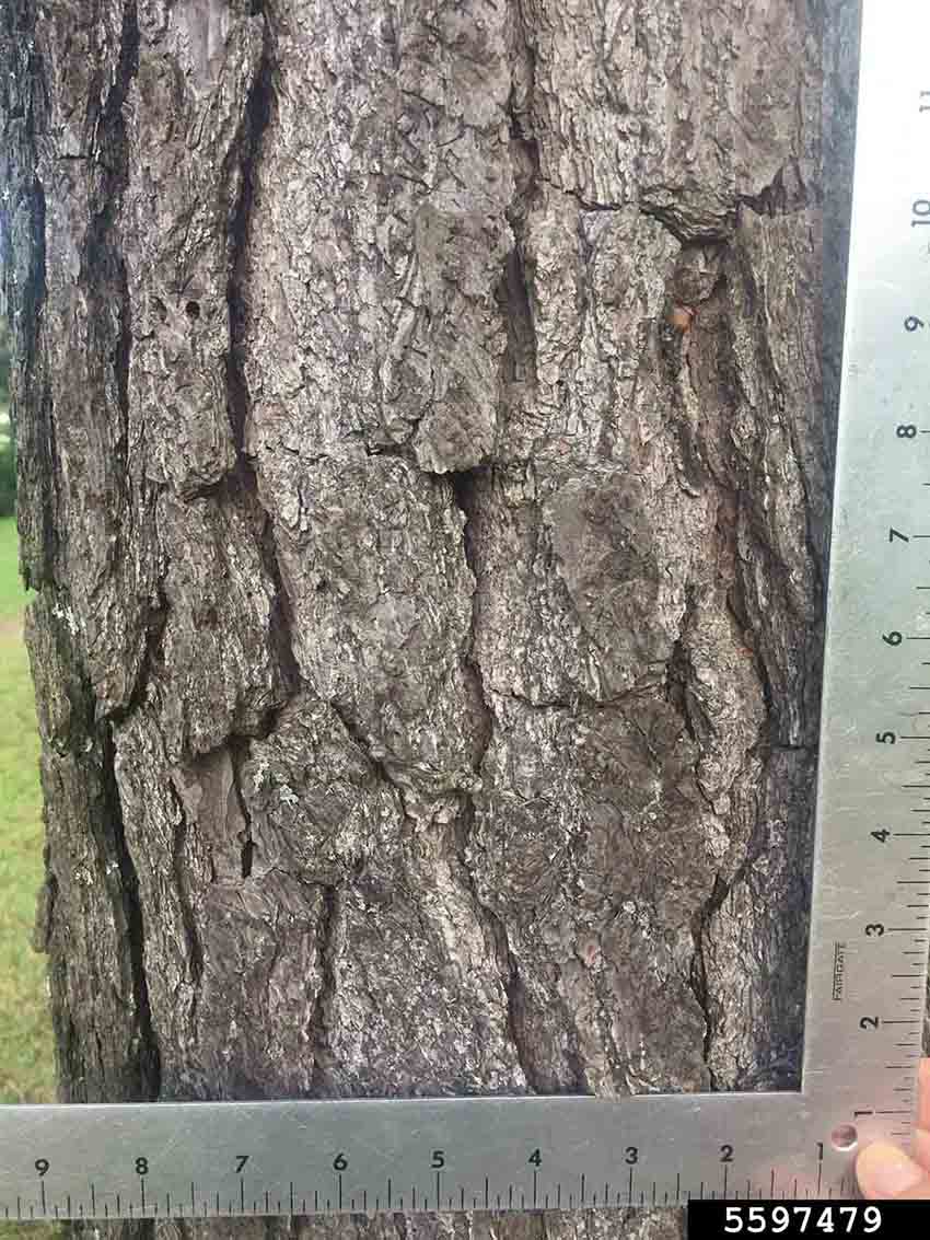 Slash pine bark on trunk