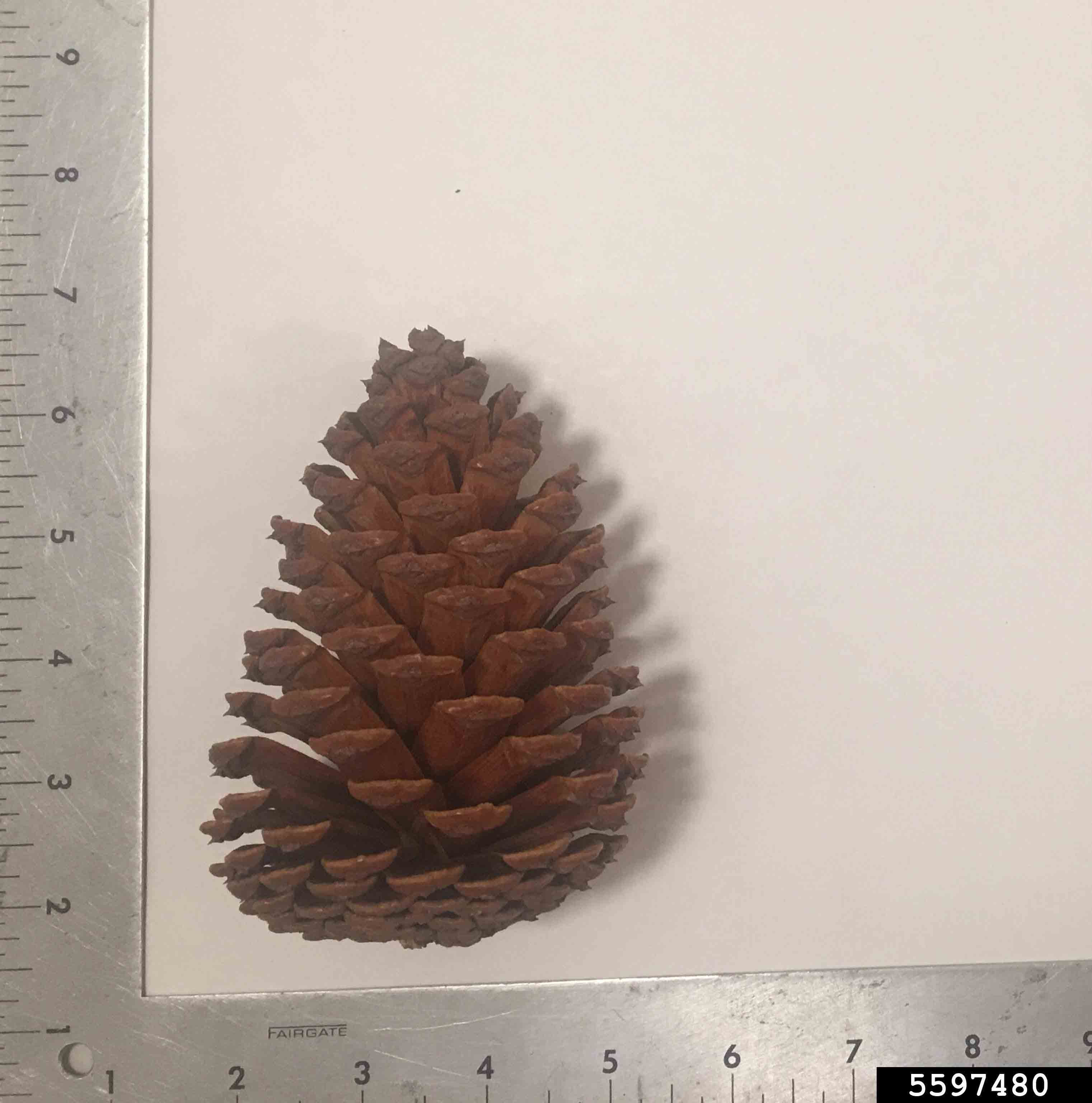 Slash pine cone, 5" long