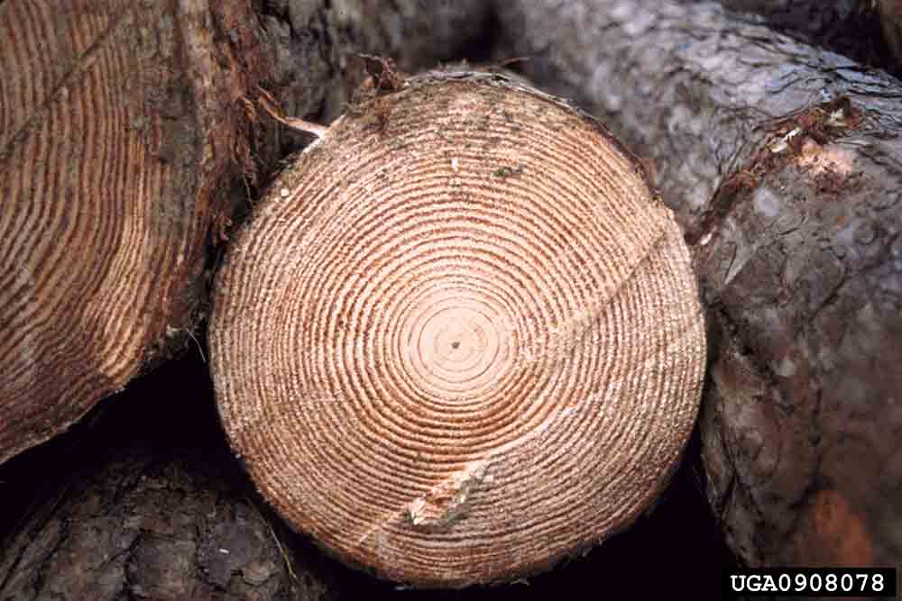 Slash pine growth rings