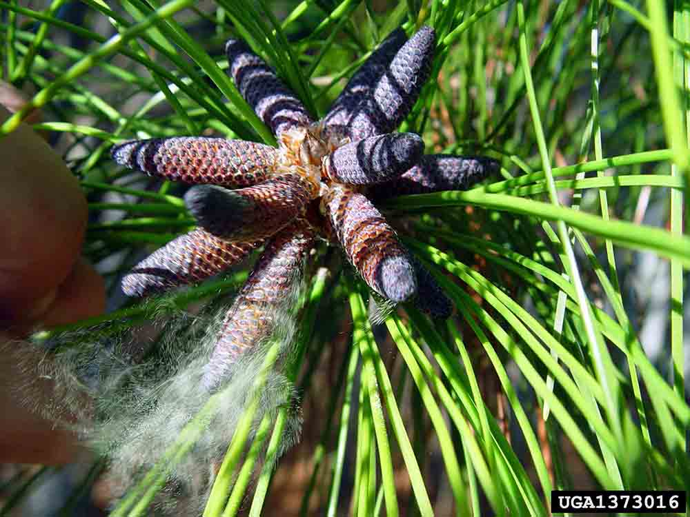 Slash pine pollen cones