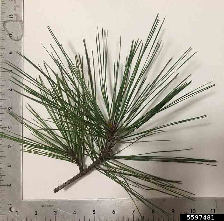 Slash pine needles