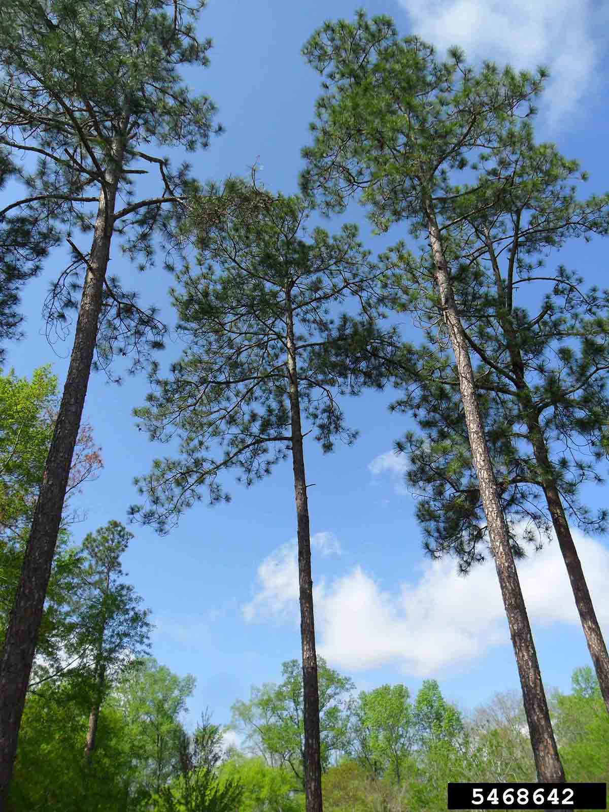 Slash pine trees