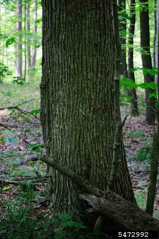 Slippery elm bark on trunk