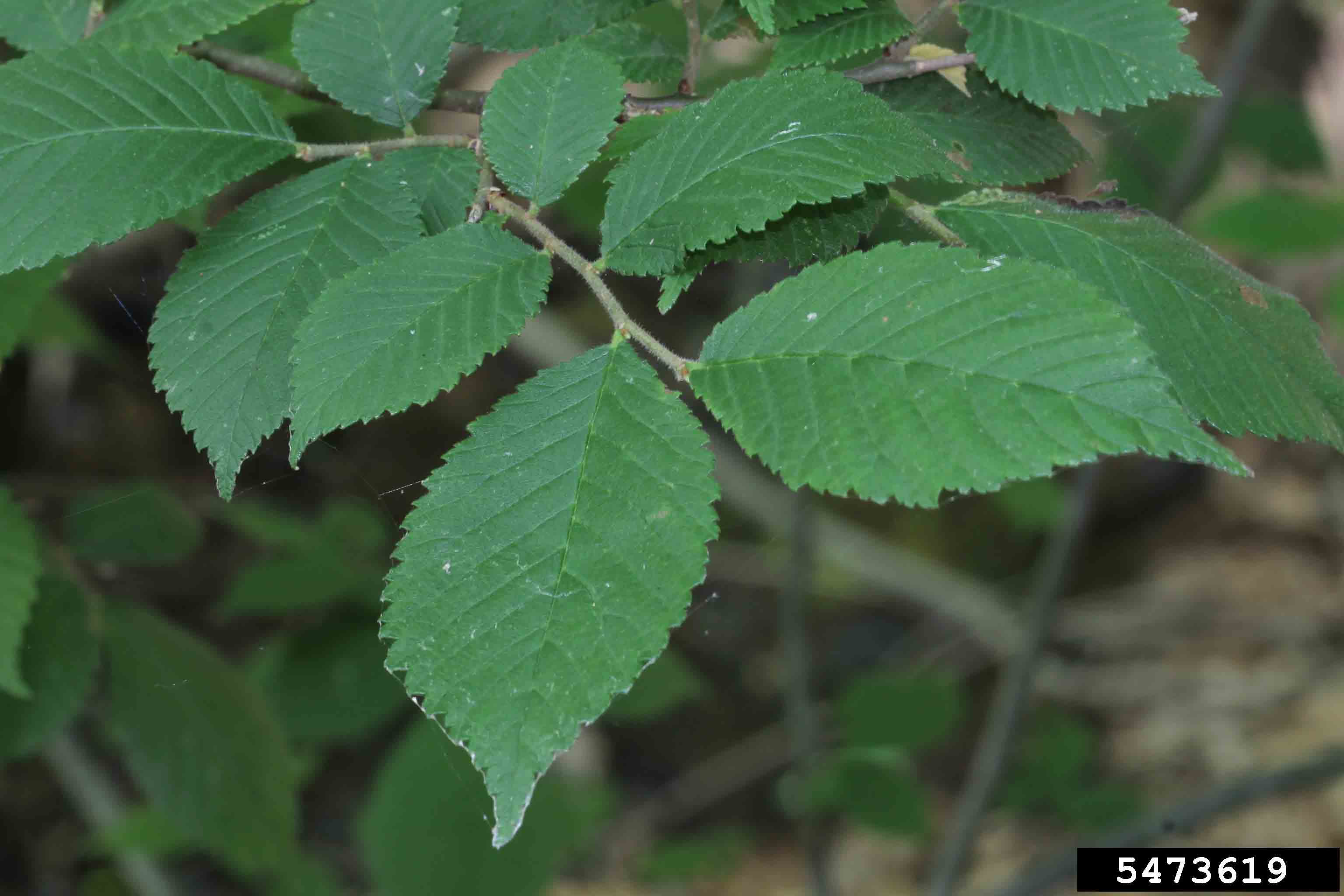 Slippery elm leaves, showing rough surface and doubly toothed margins