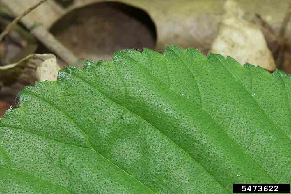 Slippery elm leaf surface and margin