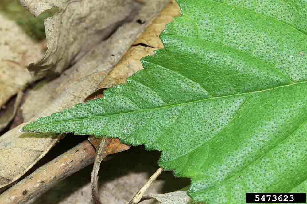 Slippery elm leaf tip