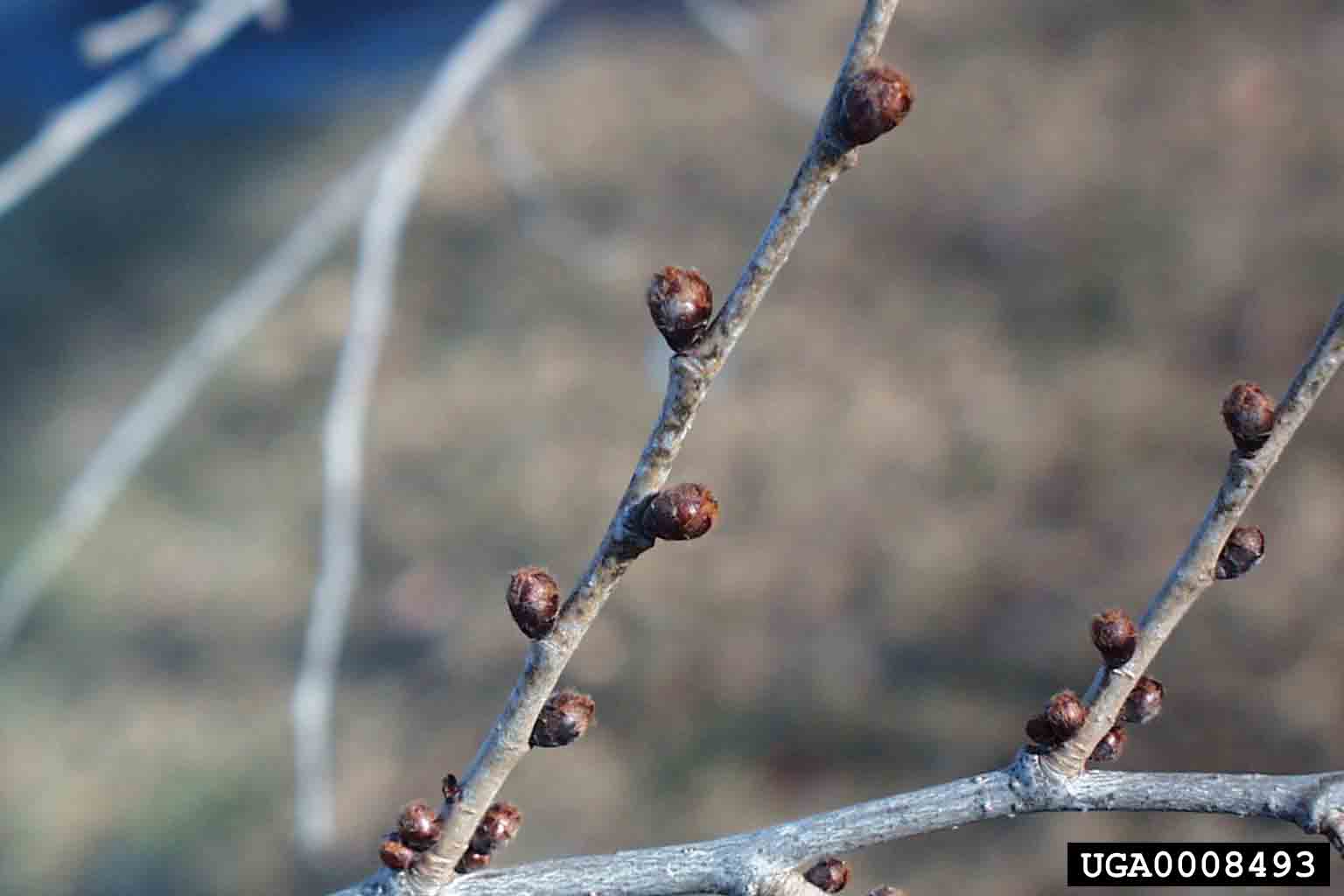 Slippery elm twig with buds