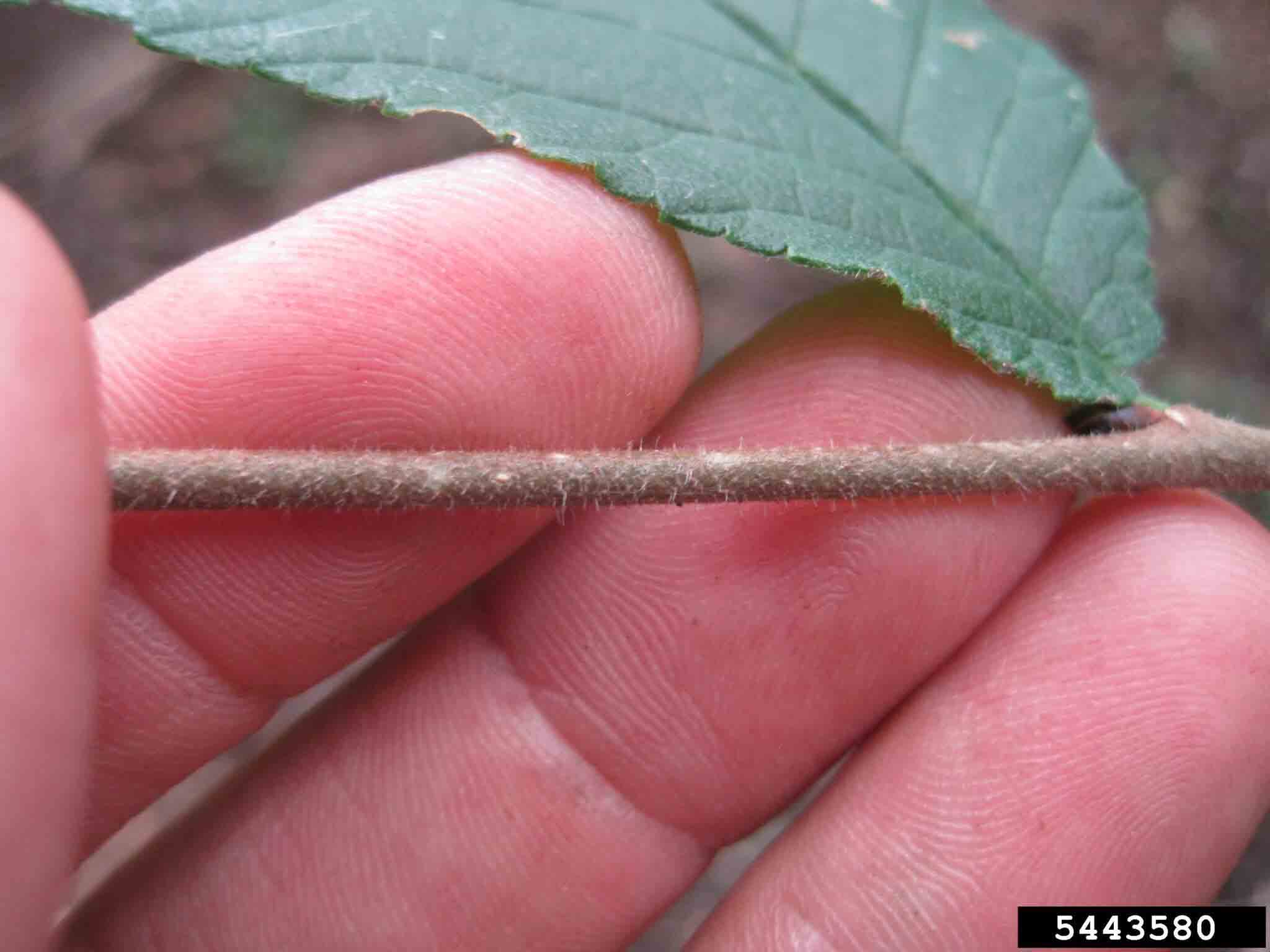 Slippery elm twig