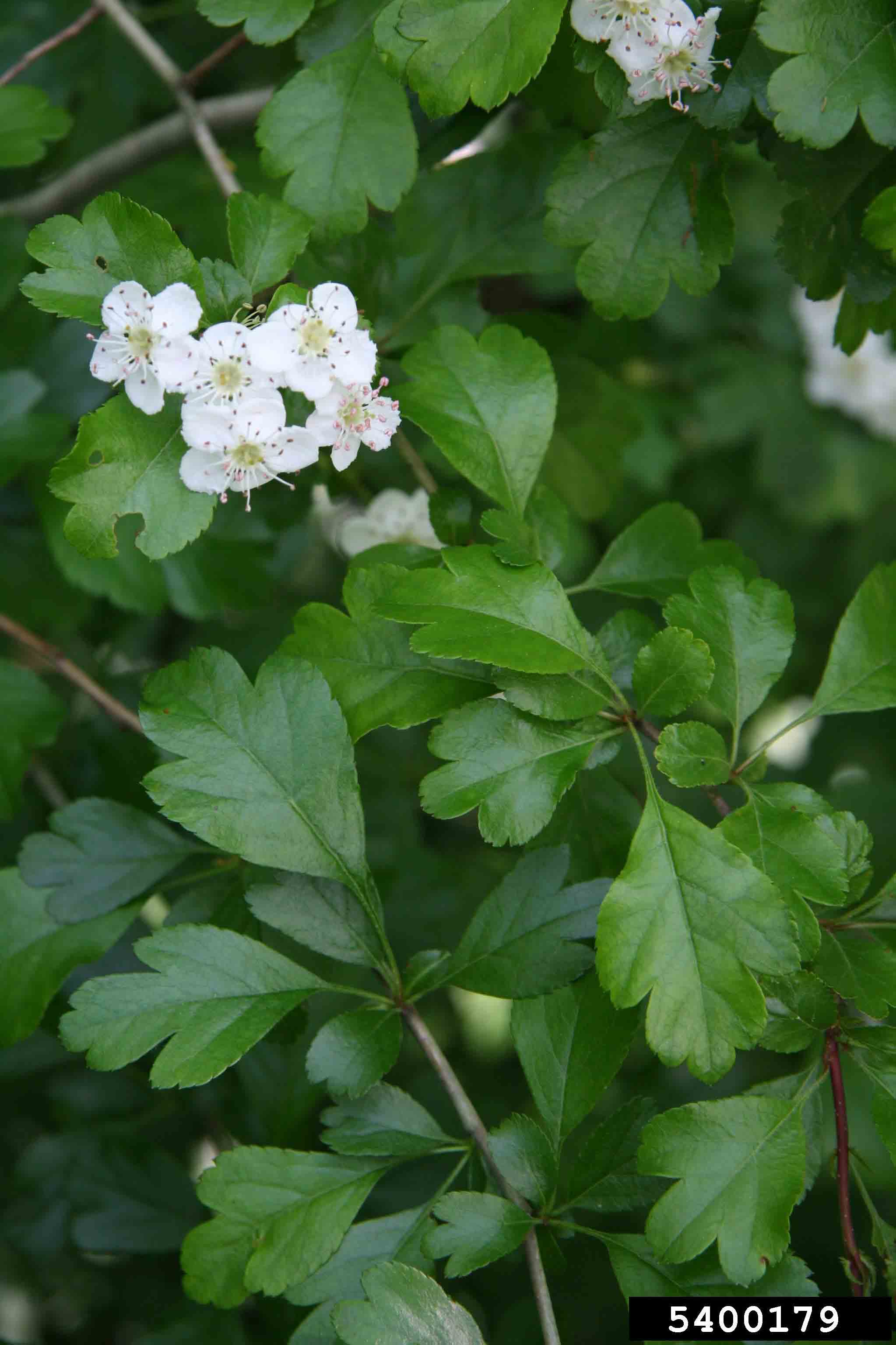 Smooth hawthorn foliage and flowers