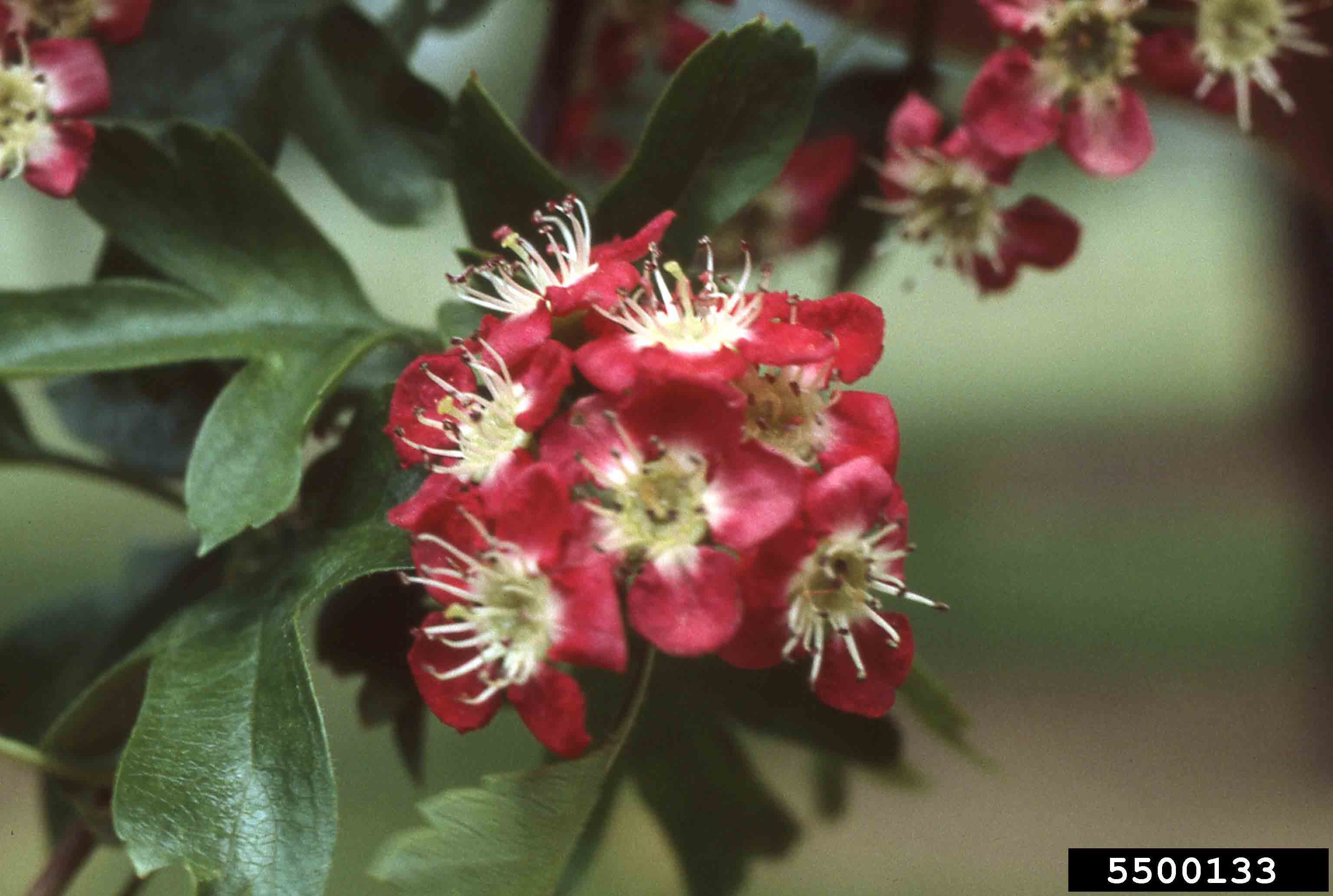 Smooth hawthorn flower, red-flowering cultivar