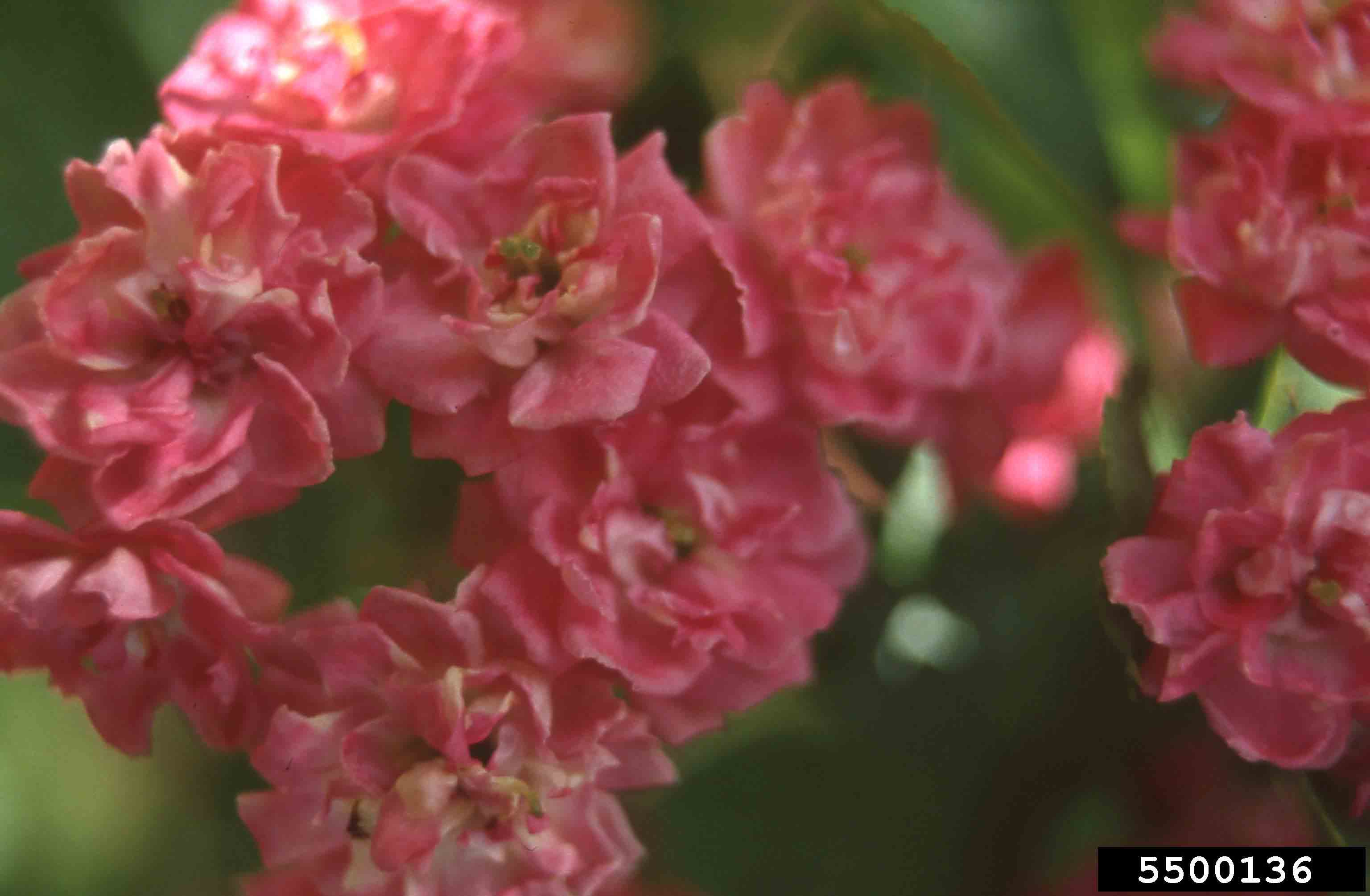 Smooth hawthorn flower, pink-flowering cultivar