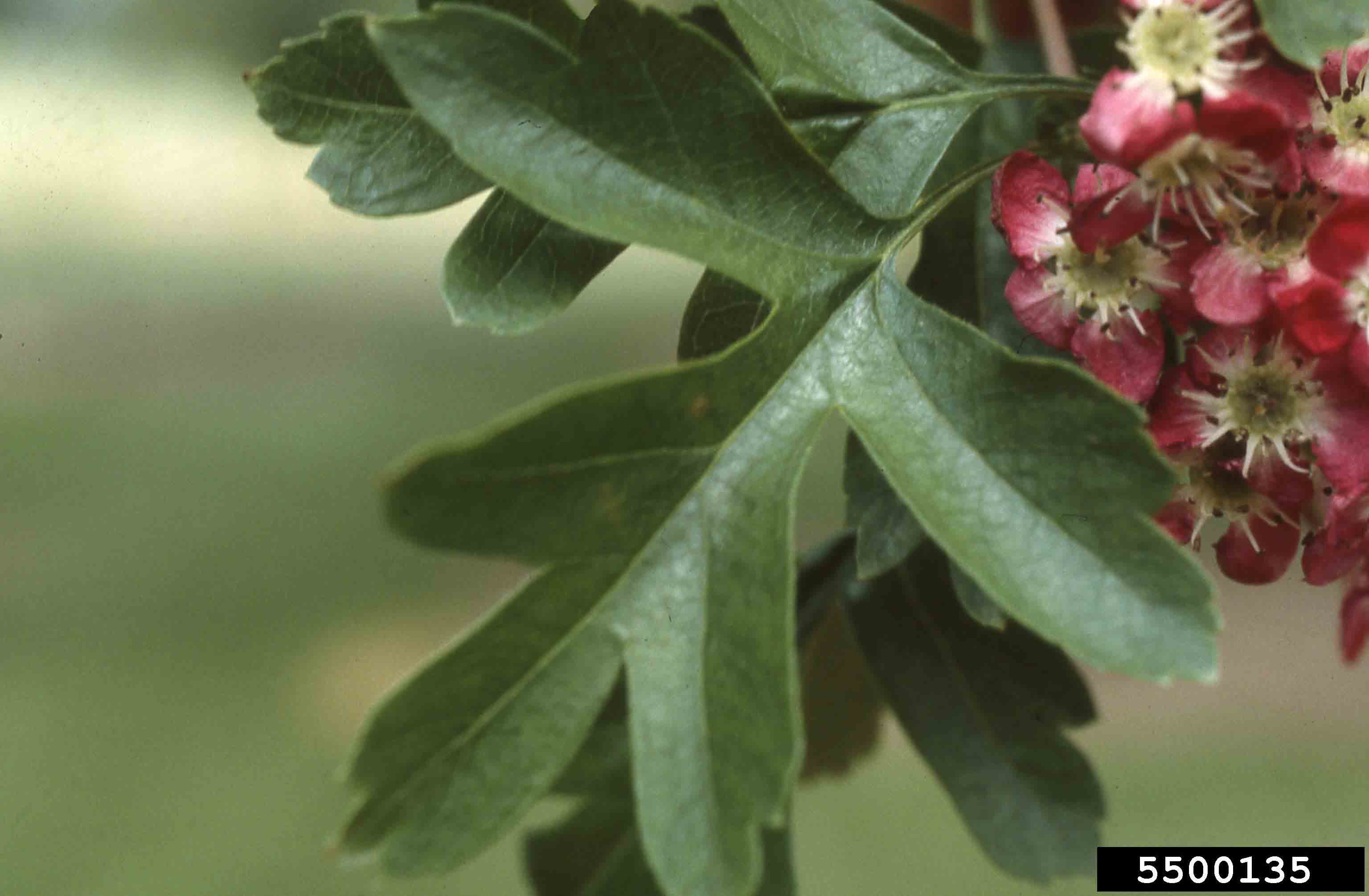 Smooth hawthorn leaf, with 3-5 lobes and smooth dark green upper surface