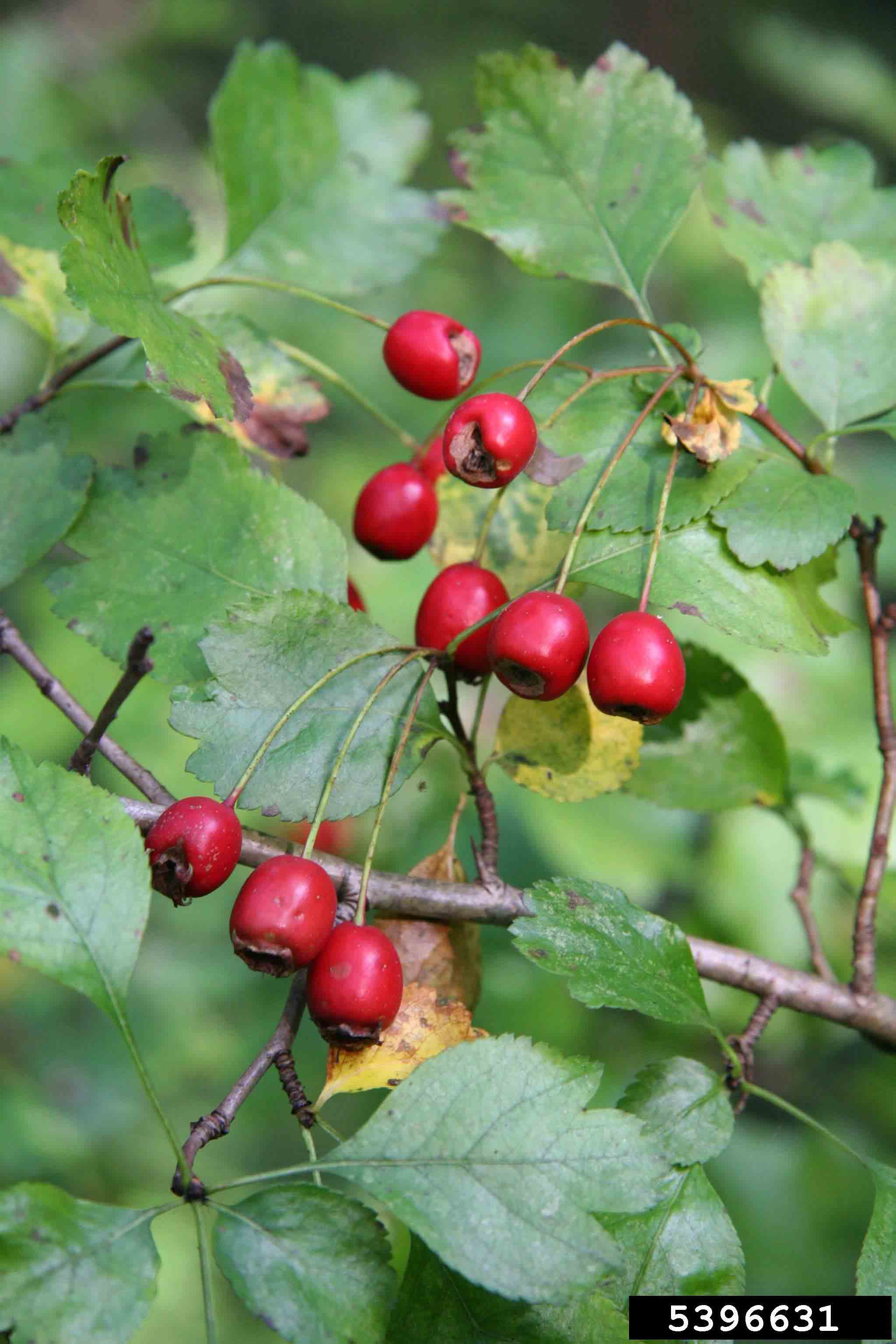 Smooth hawthorn fruit