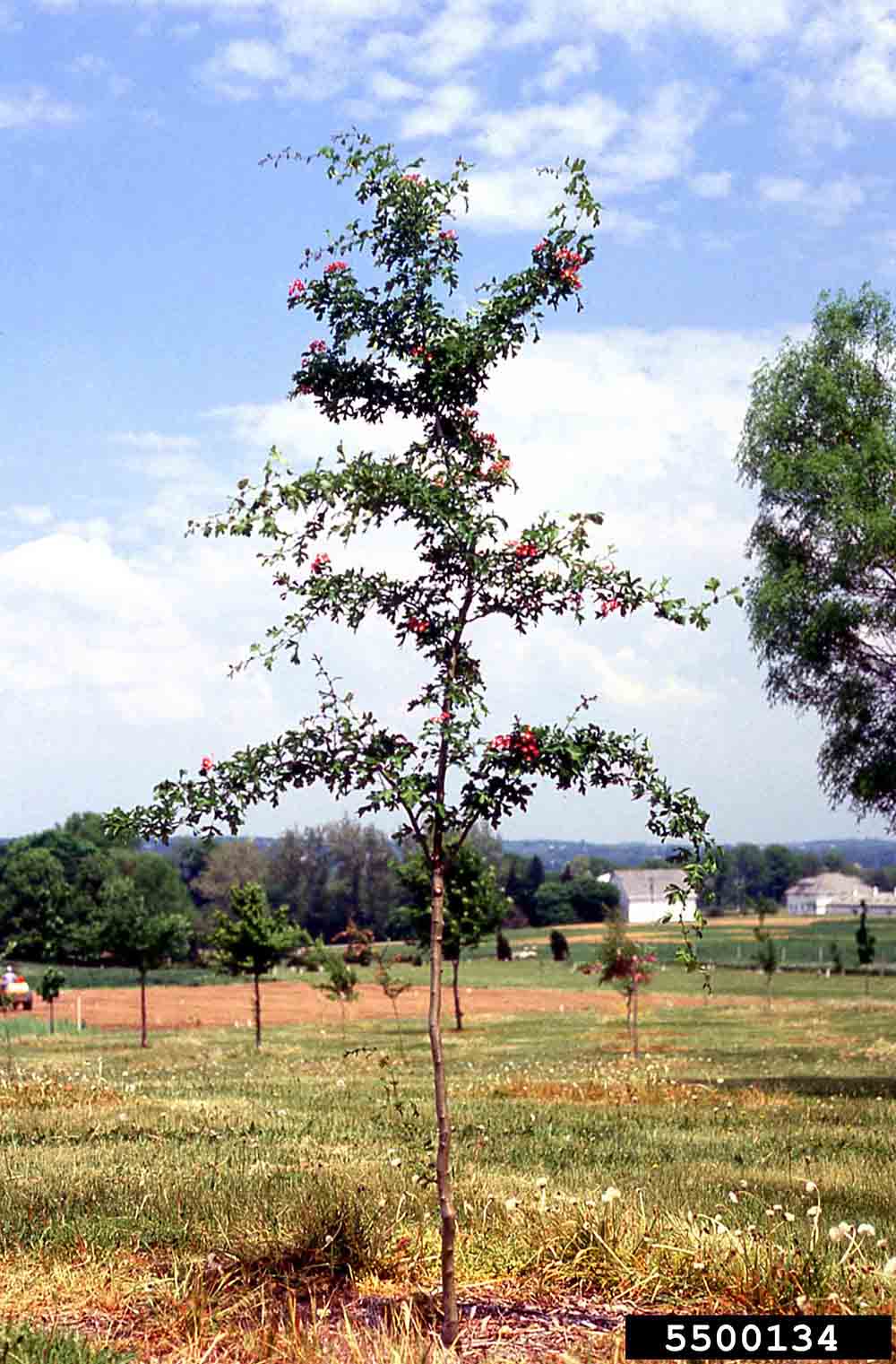 Smooth hawthorn sapling in bloom