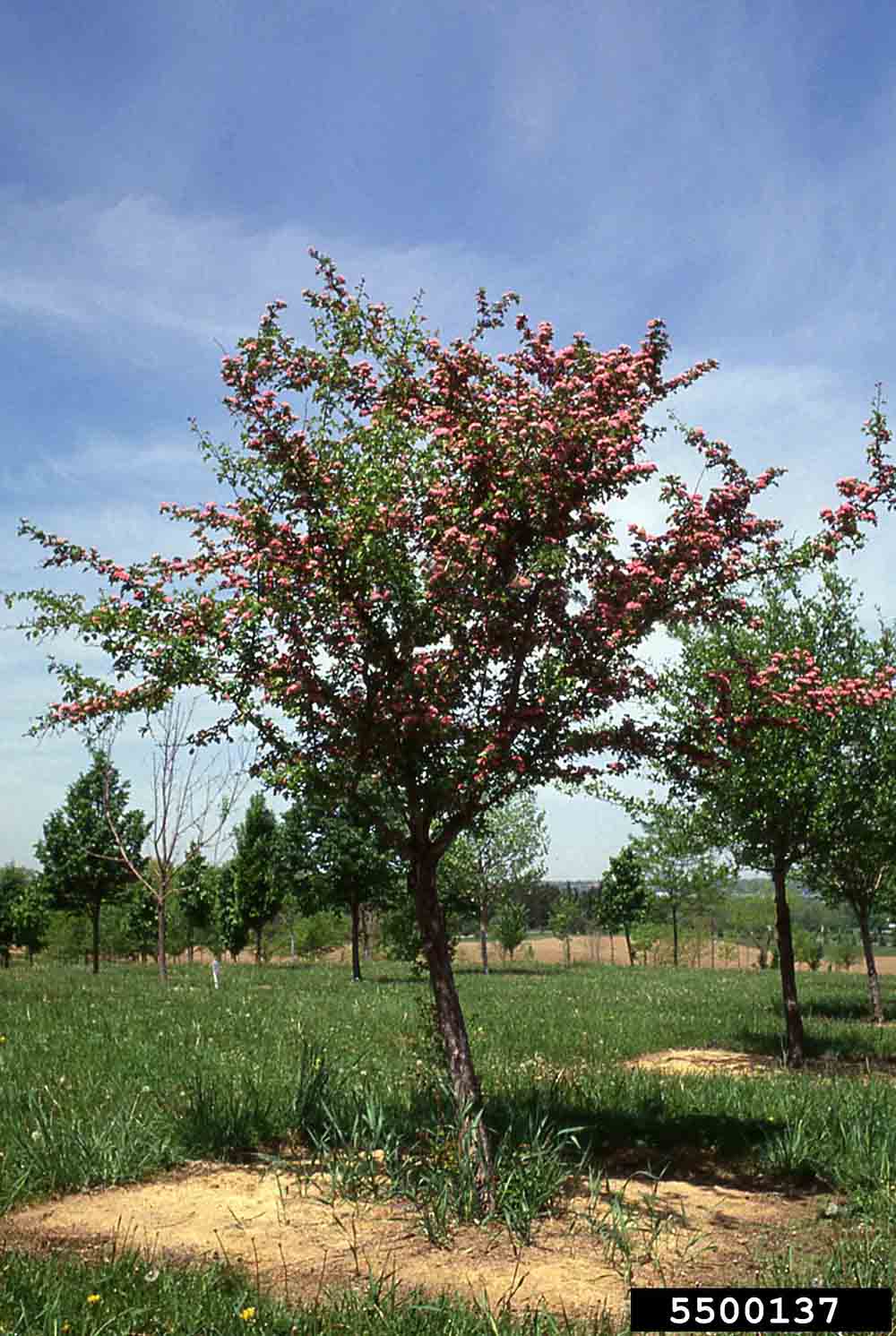 Smooth hawthorn tree in bloom