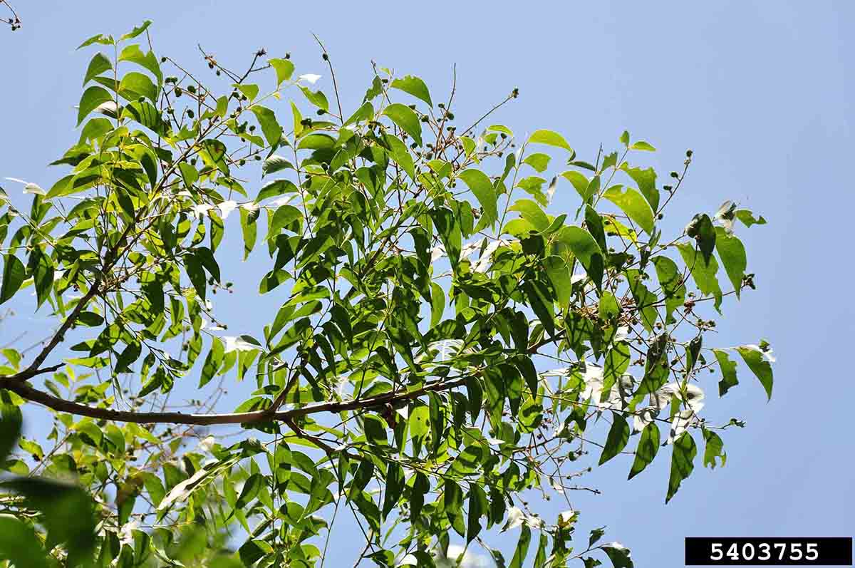 Soapberry foliage and fruit