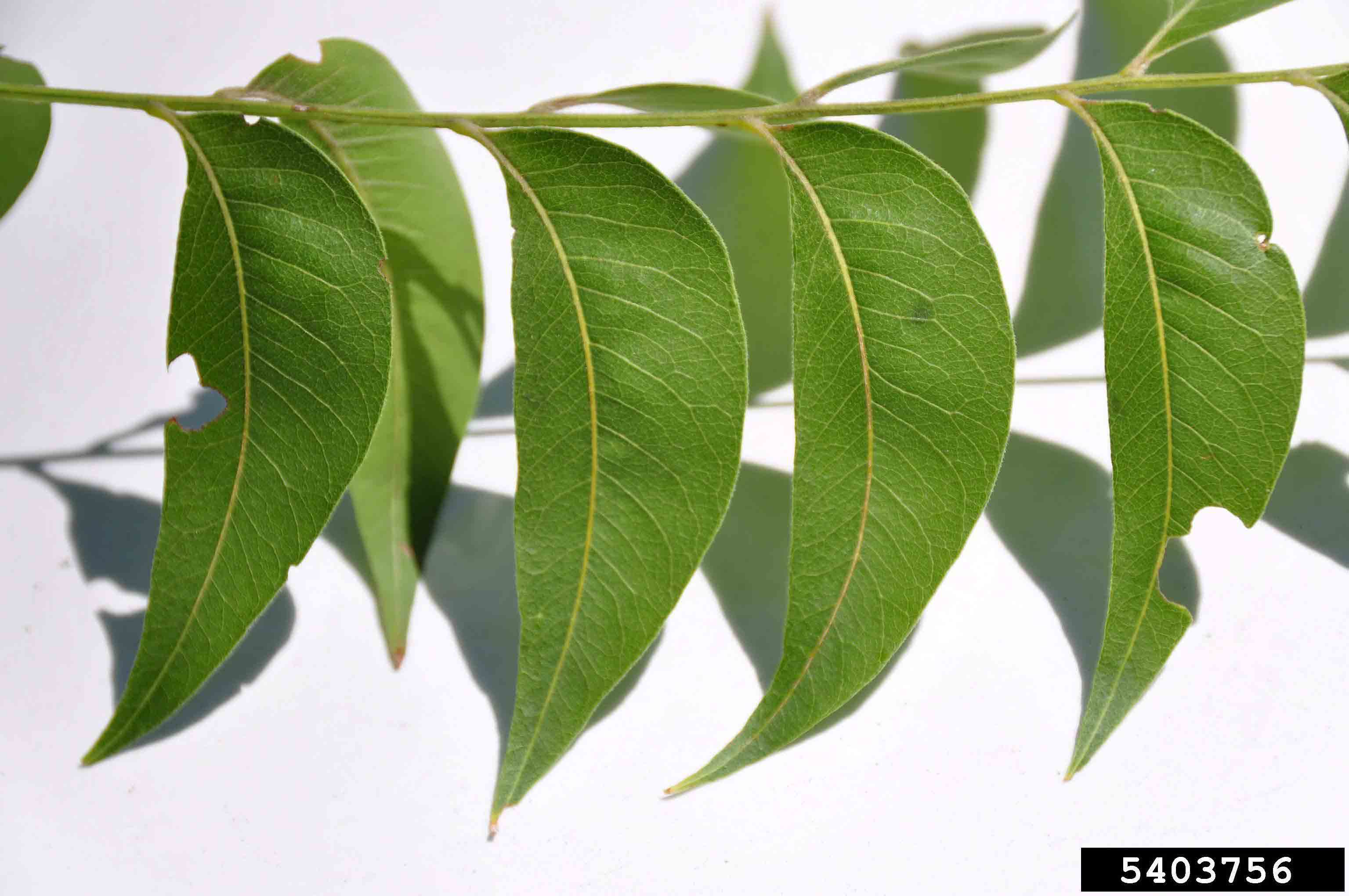Soapberry leaf, pinnately compound, with leaflets slightly curved