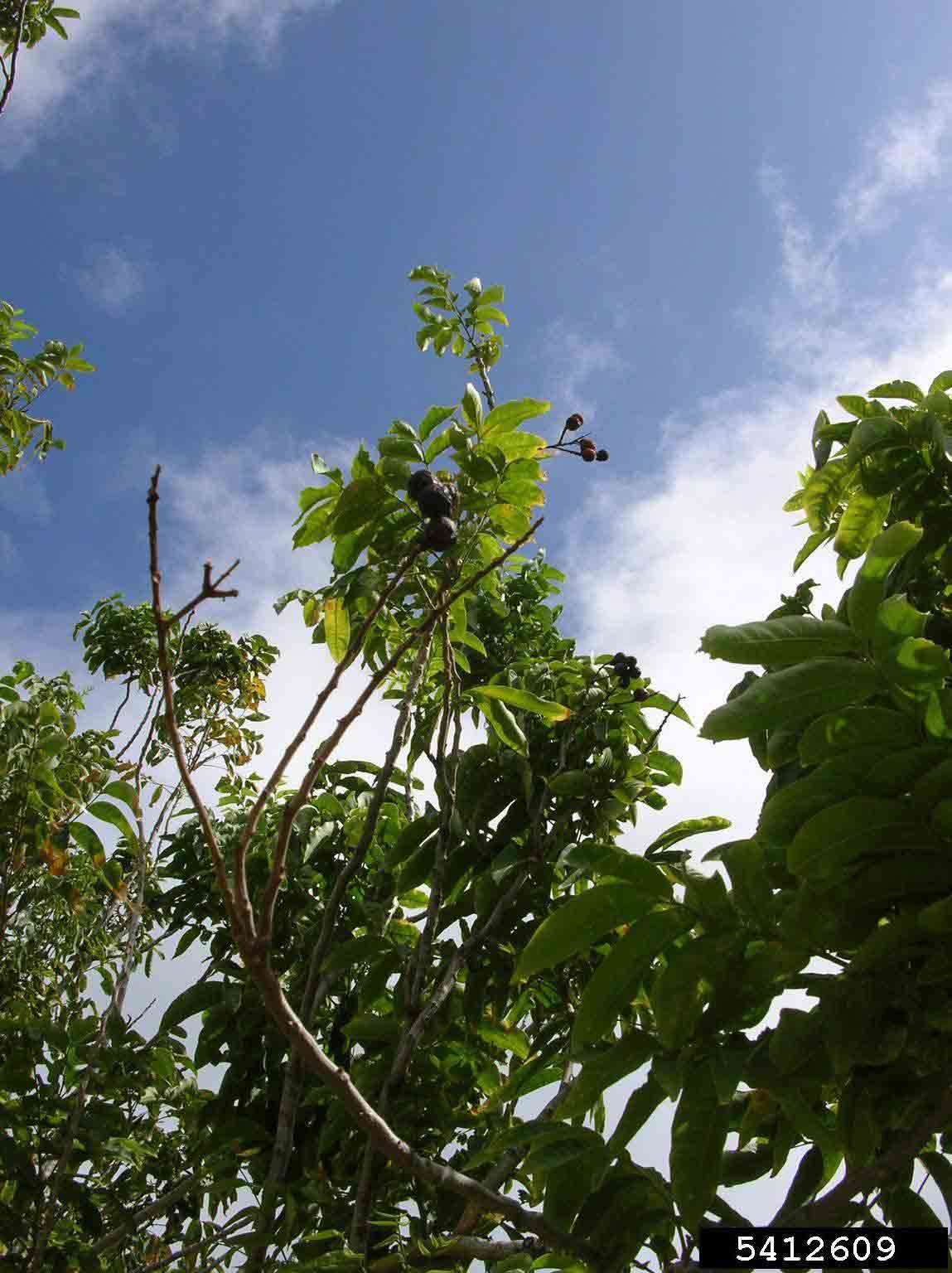 Soapberry fruit