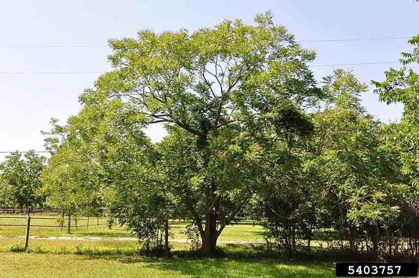 Soapberry tree