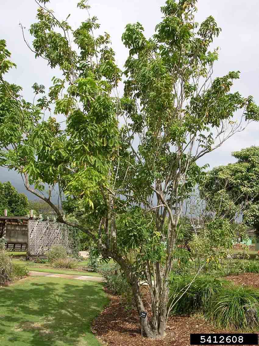Soapberry tree