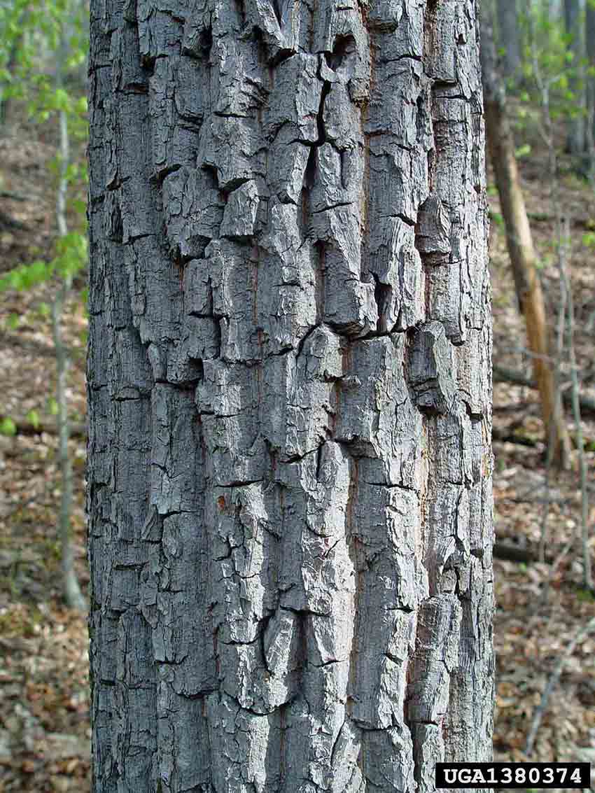 Sourwood bark on trunk