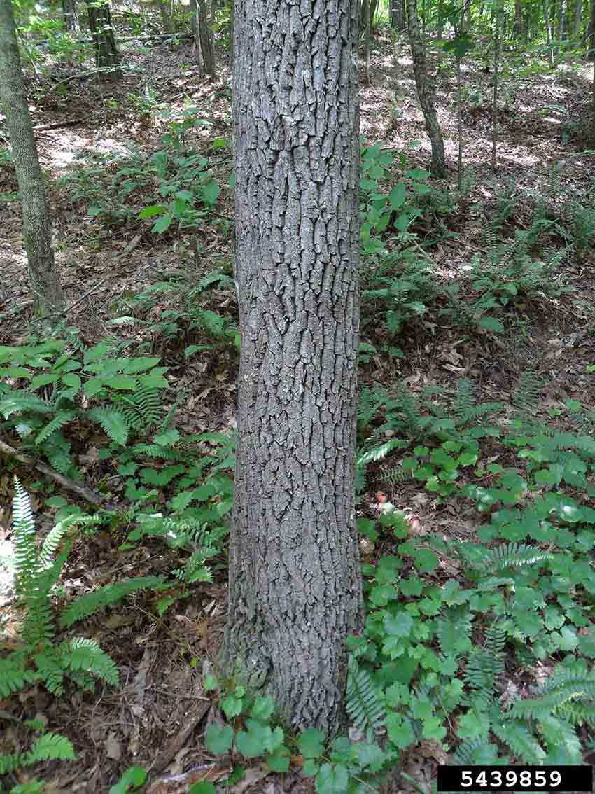 Sourwood bark on trunk