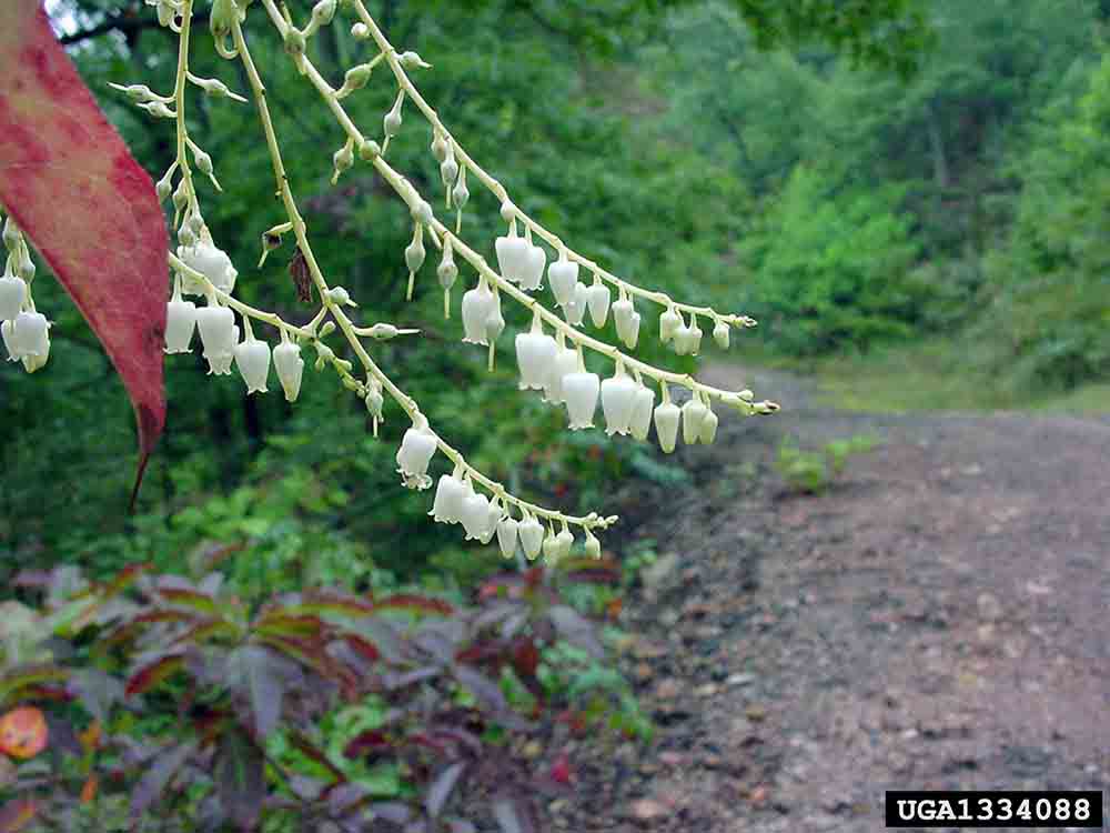 Sourwood flowers, with upside-down urn shape, in long slender panicle