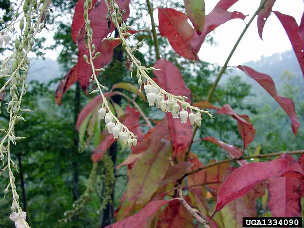 Sourwood flowers