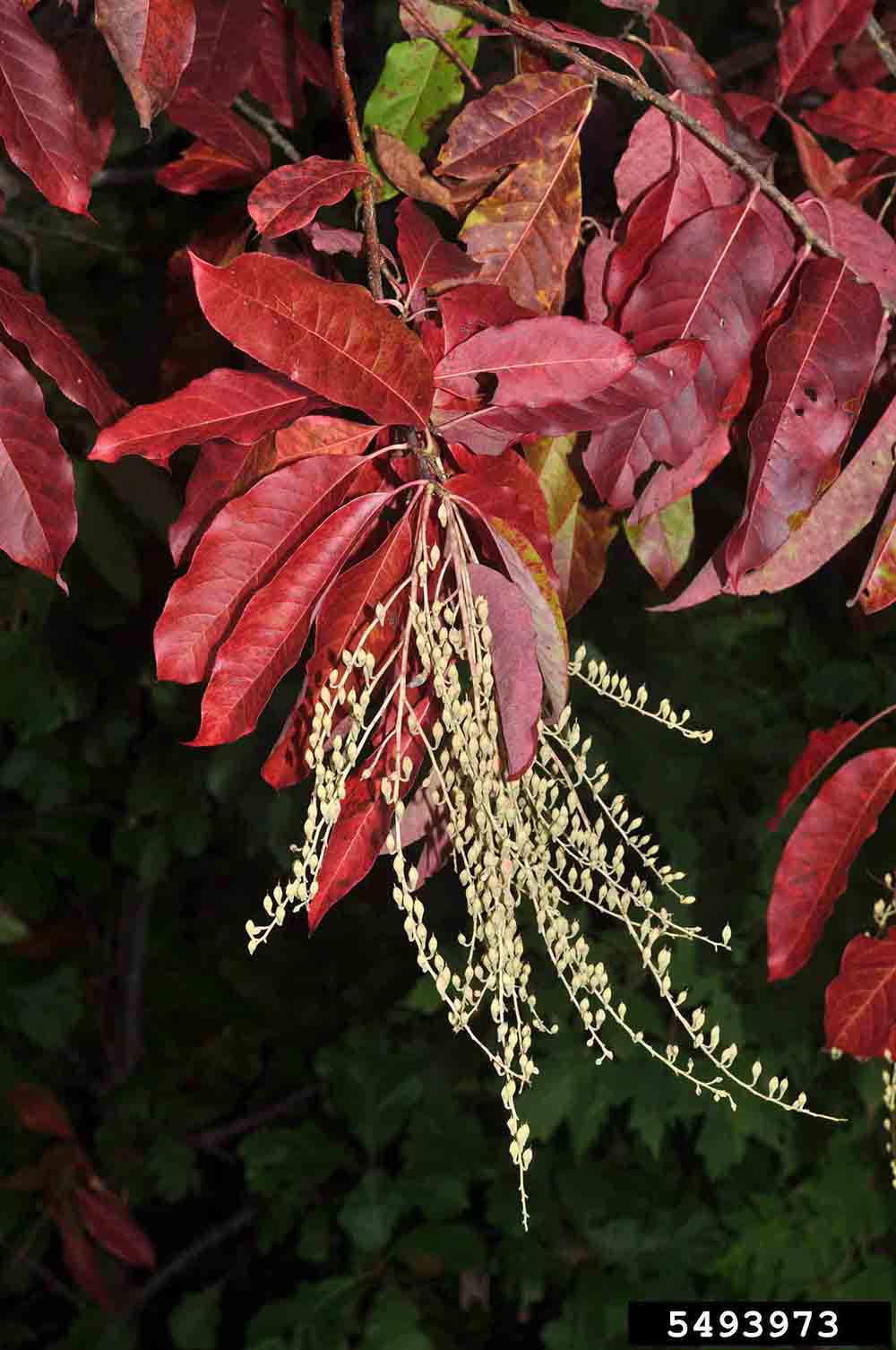 Sourwood fall foliage with spent flower stalk