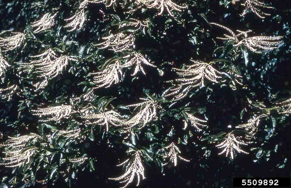 Sourwood foliage and blooms