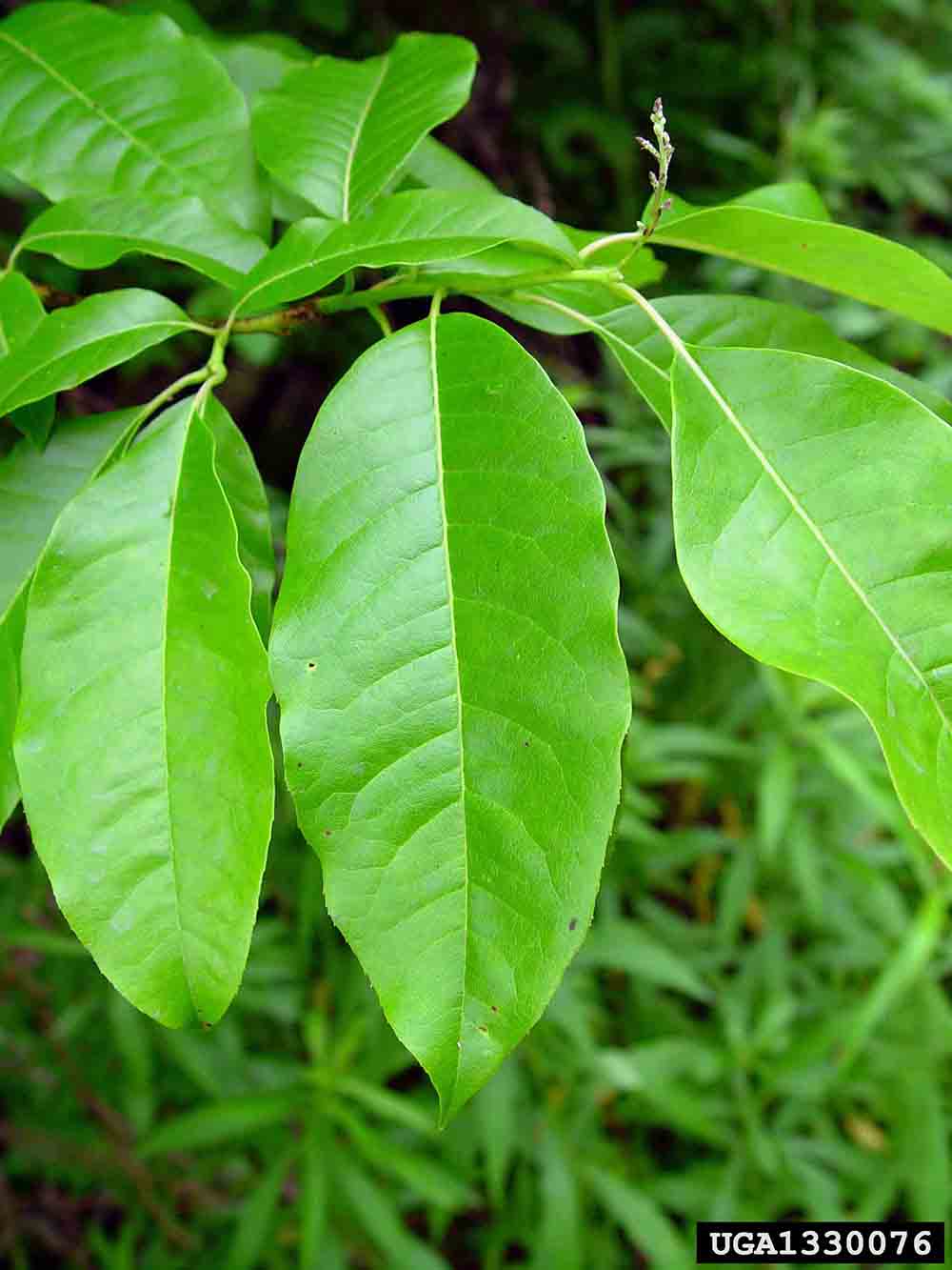 Sourwood leaves, showing finely toothed margins
