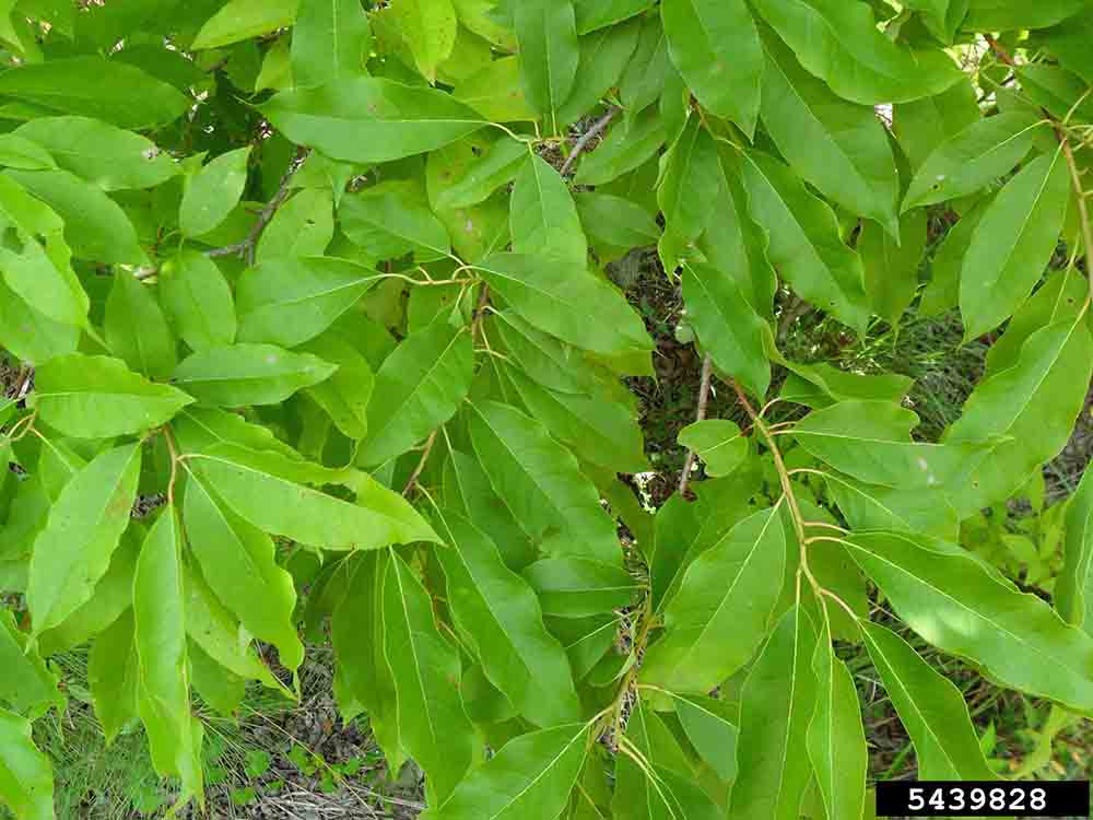 Sourwood leaves, showing alternate arrangement