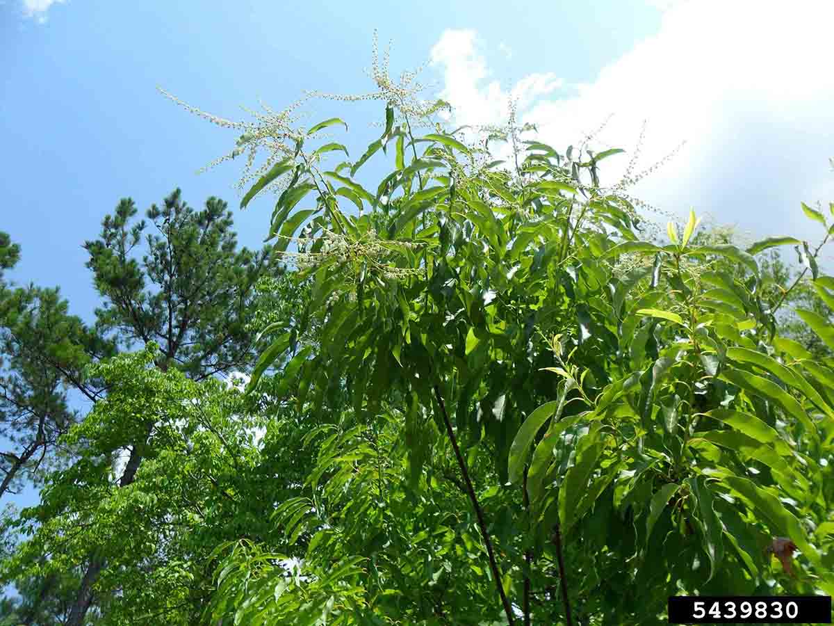 Sourwood foliage and blooms