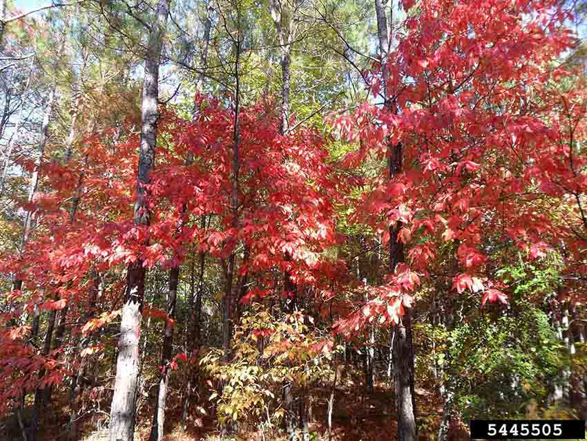 Sourwood leaves, fall
