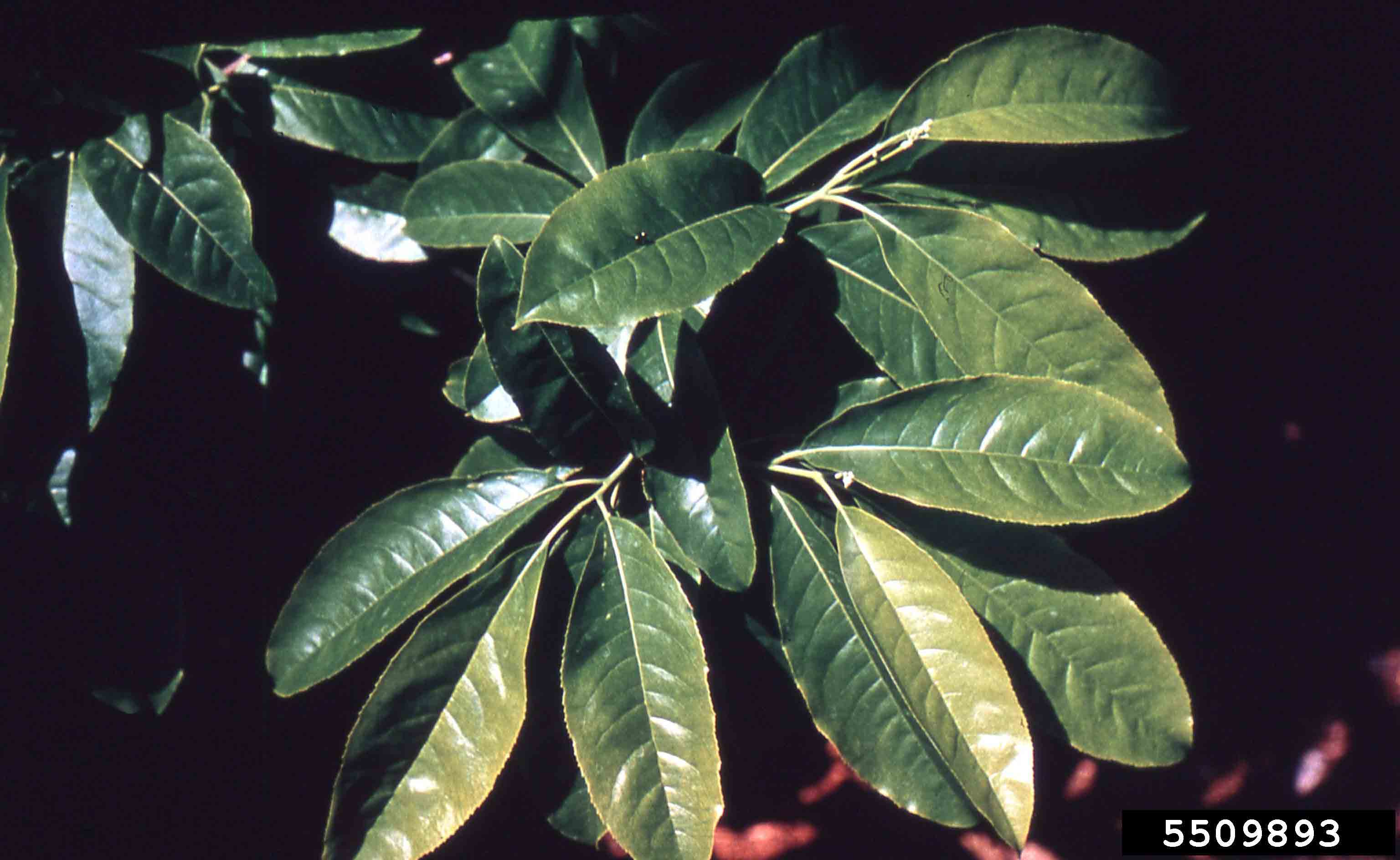 Sourwood leaves, showing finely toothed margins, summer
