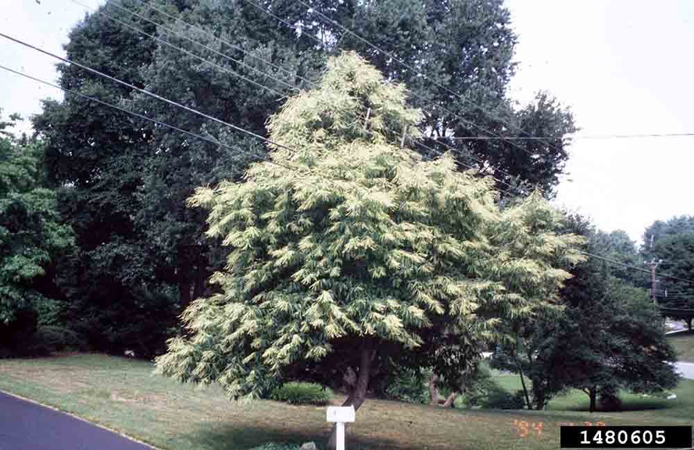 Sourwood tree in bloom