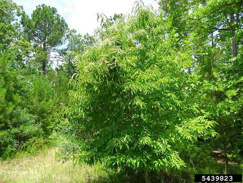 Sourwood tree in bloom