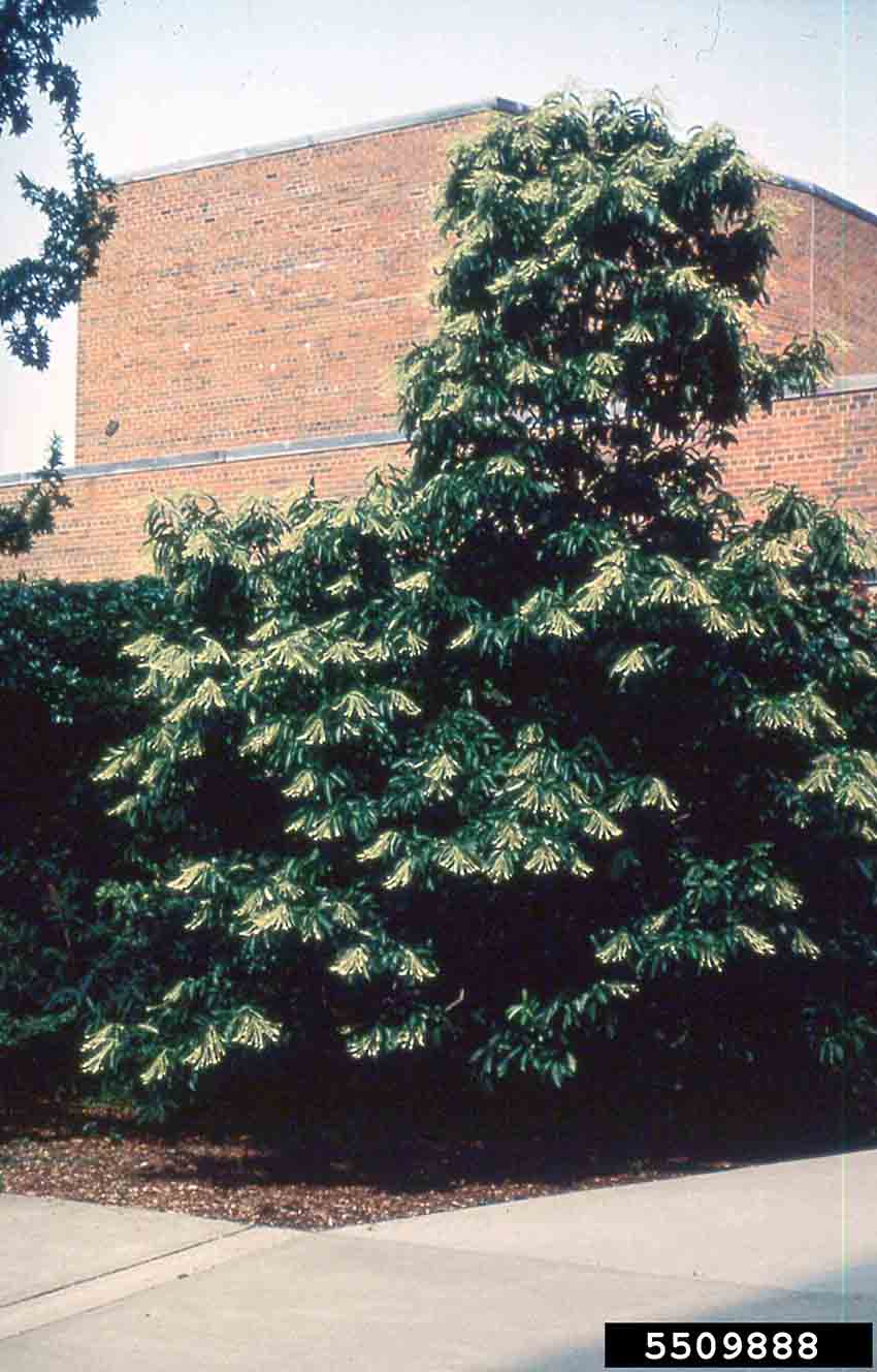 Sourwood tree in bloom