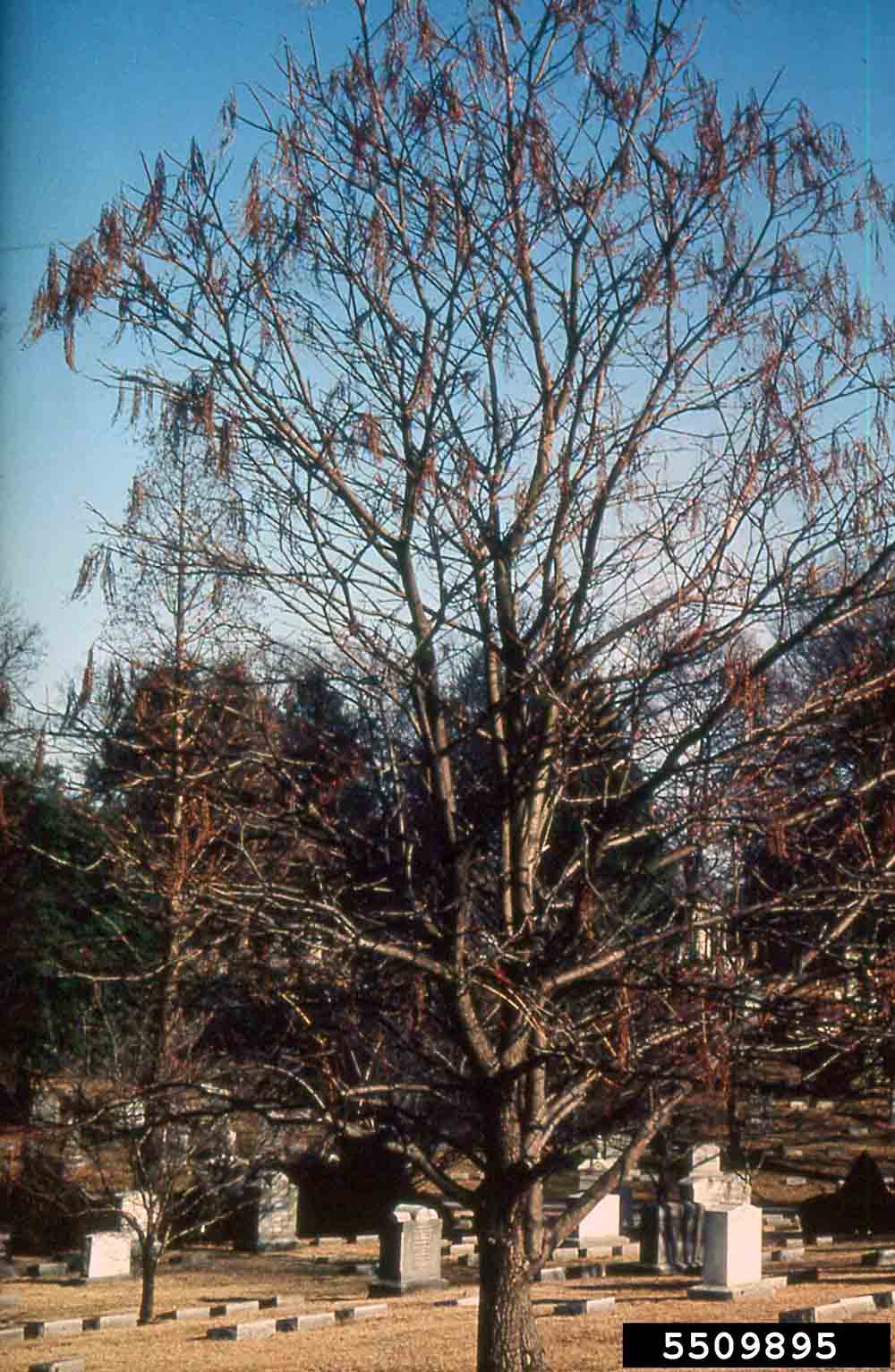 Sourwood tree, winter