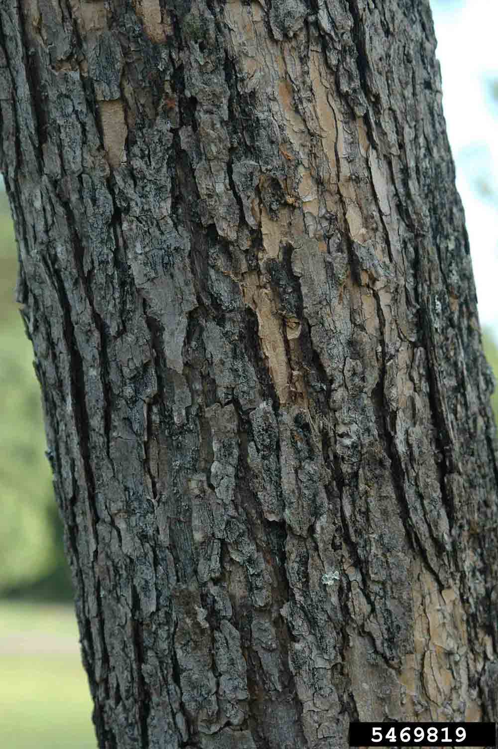 Southern catalpa bark