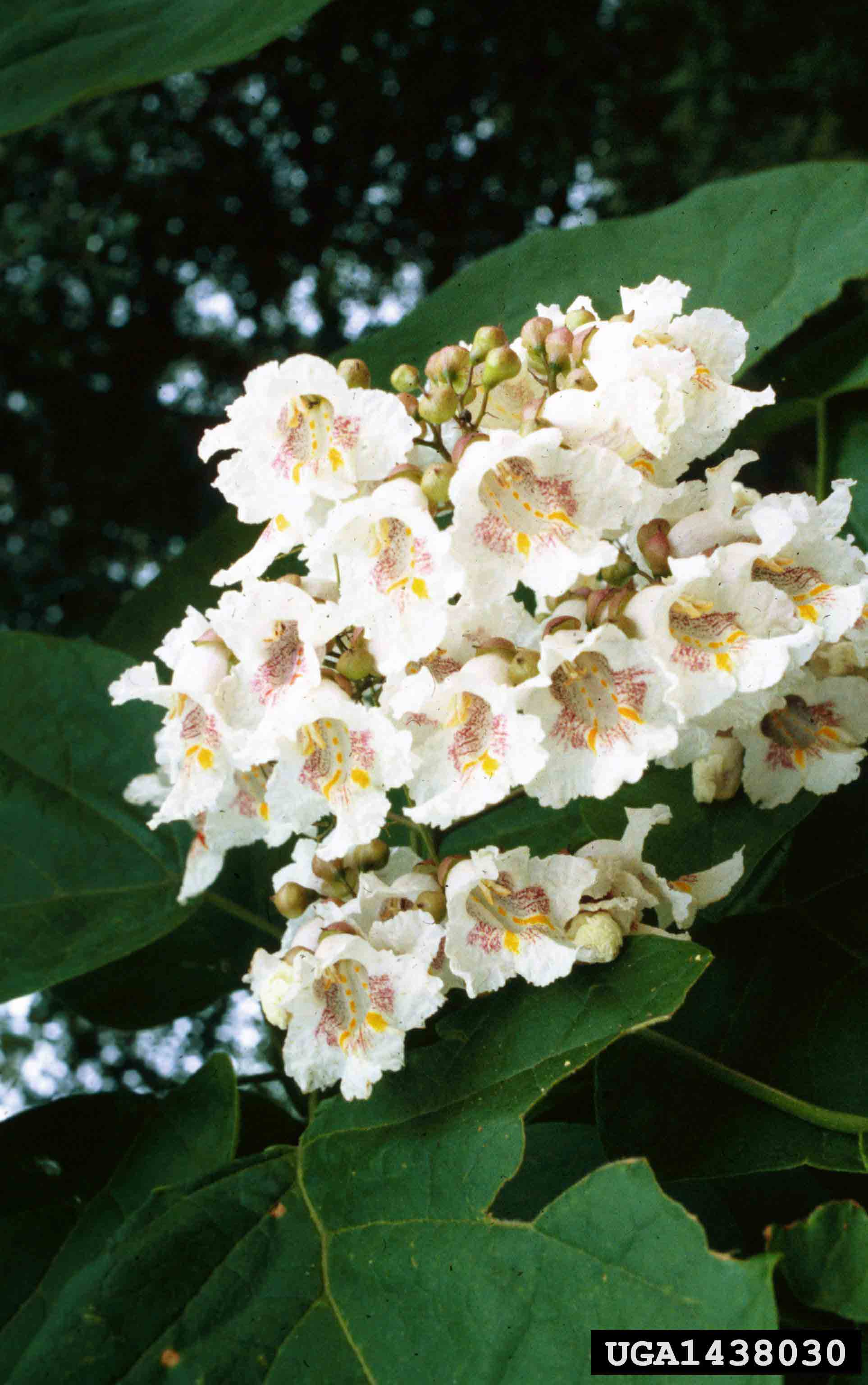 Southern catalpa flowers in cluster