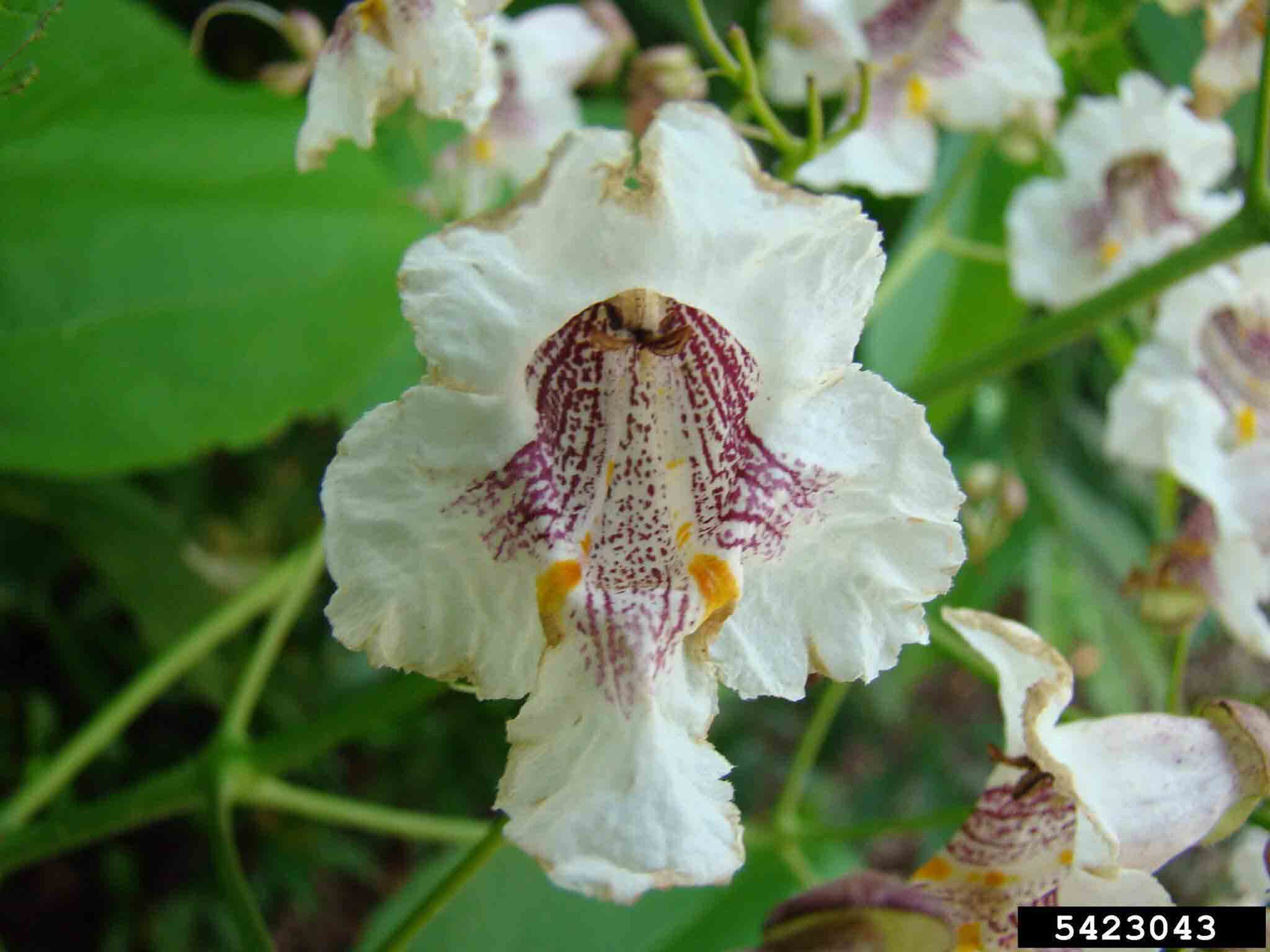 Southern catalpa flower