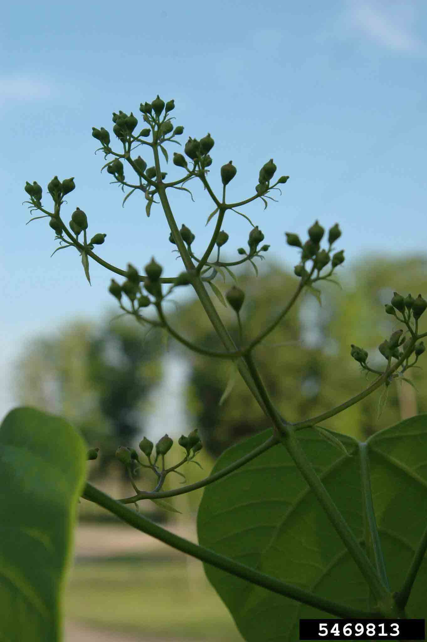 Southern catalpa flower, panicle arrangment