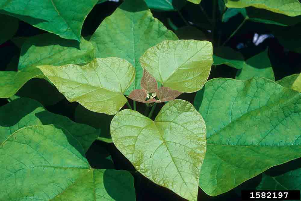 Southern catalpa leaves, showing whorled arrangement